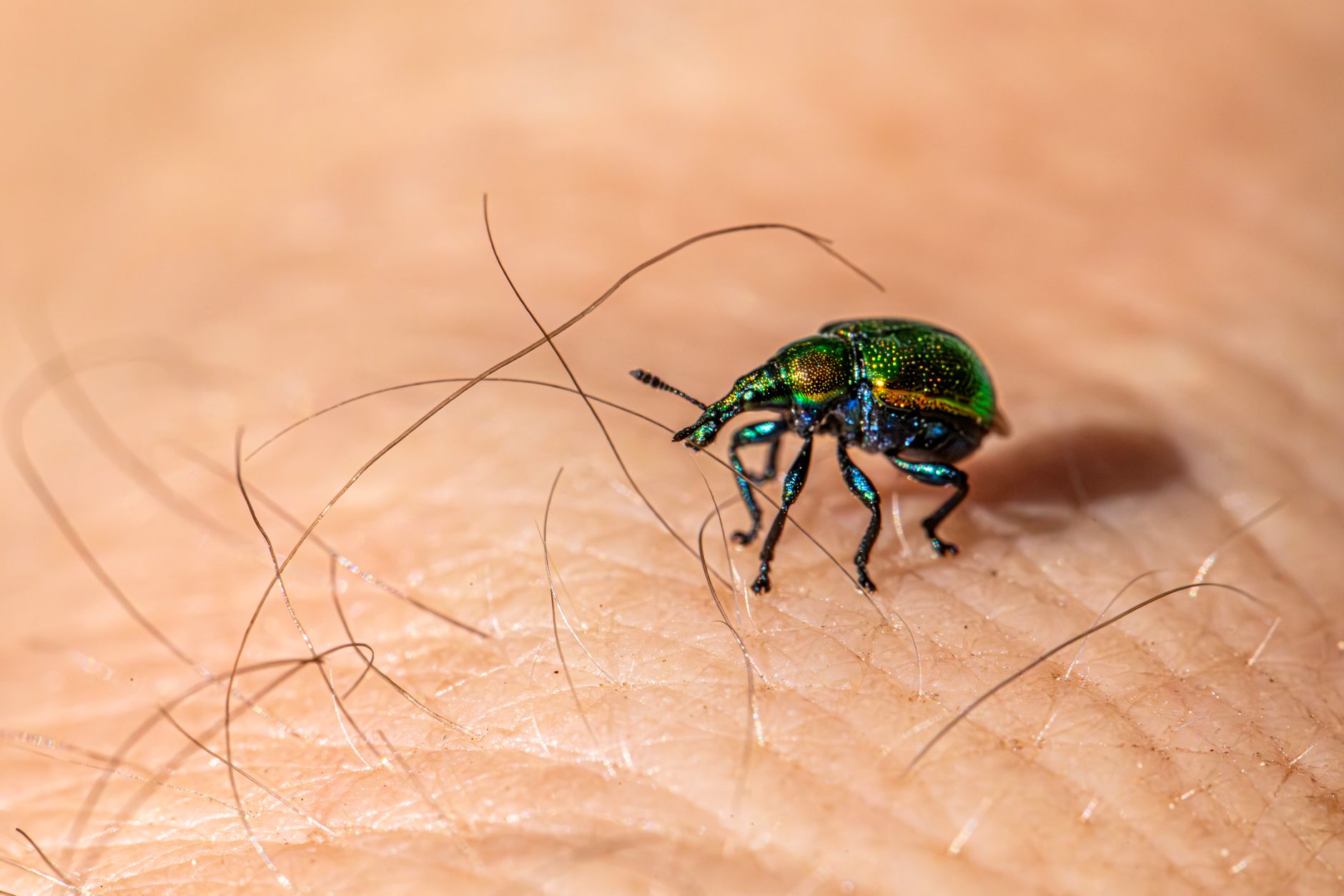 Mosquito control in Clinton, MI