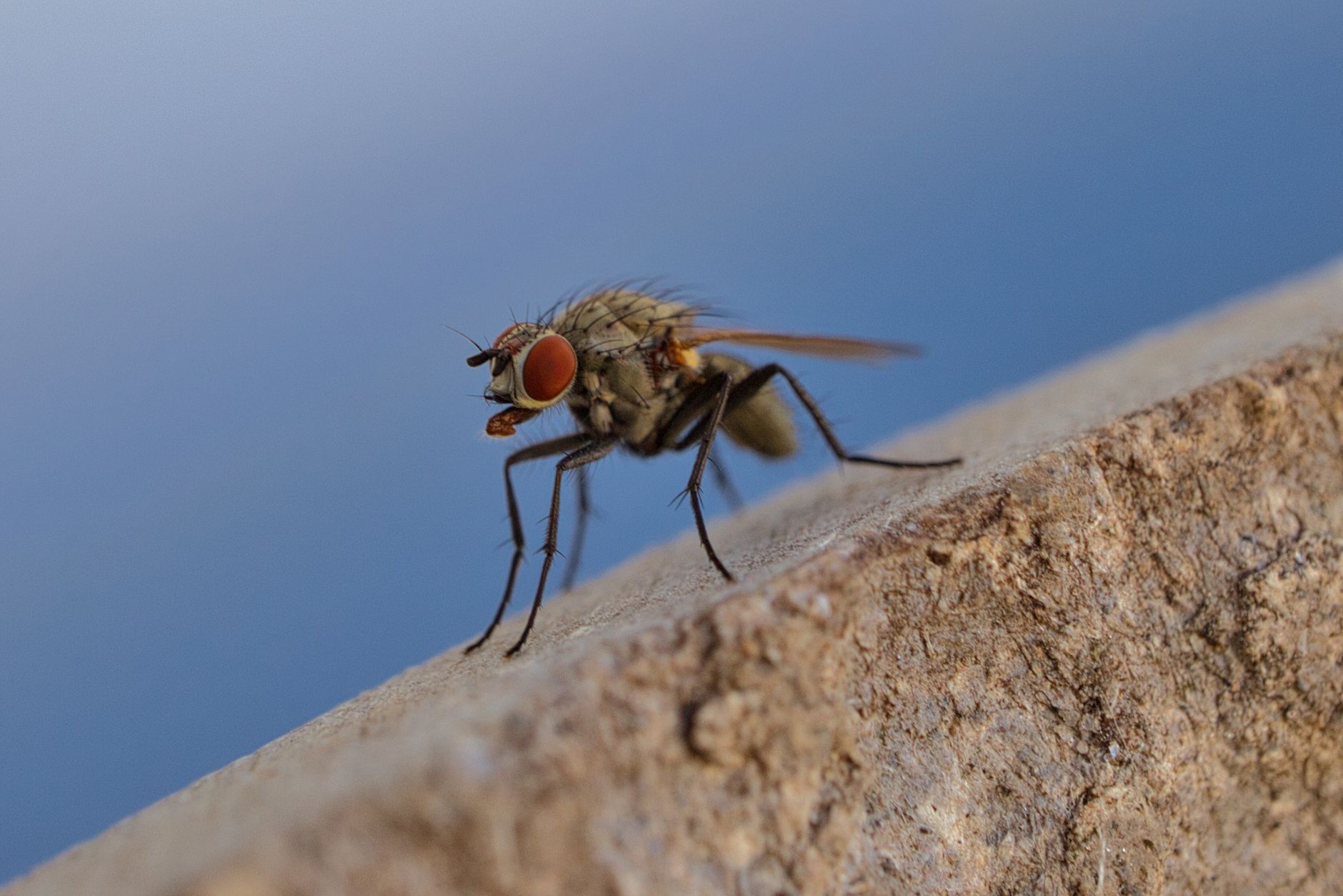 General pest control in Brownsburg, IN
