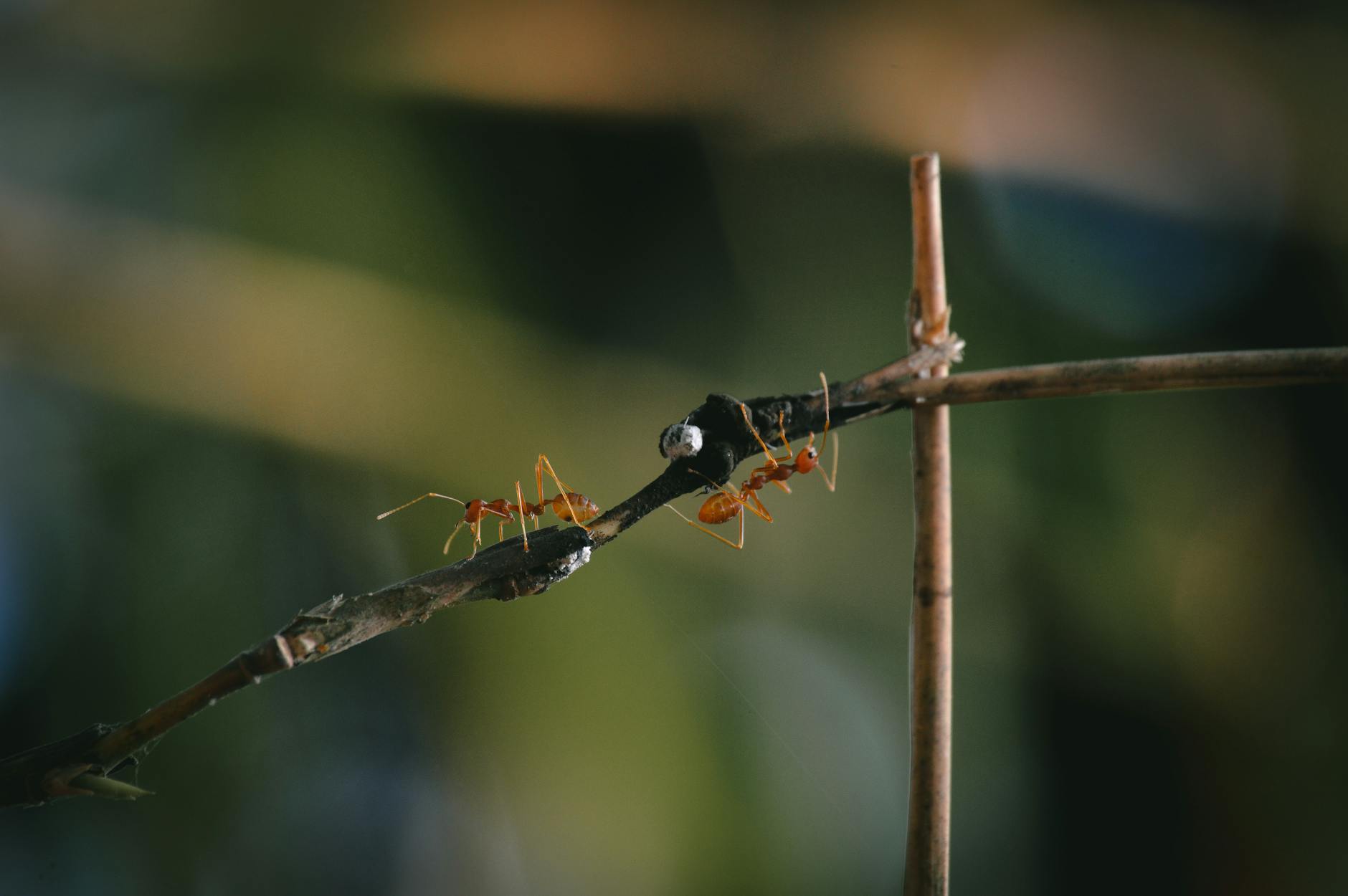 Pest Control service in Orlando, FL
