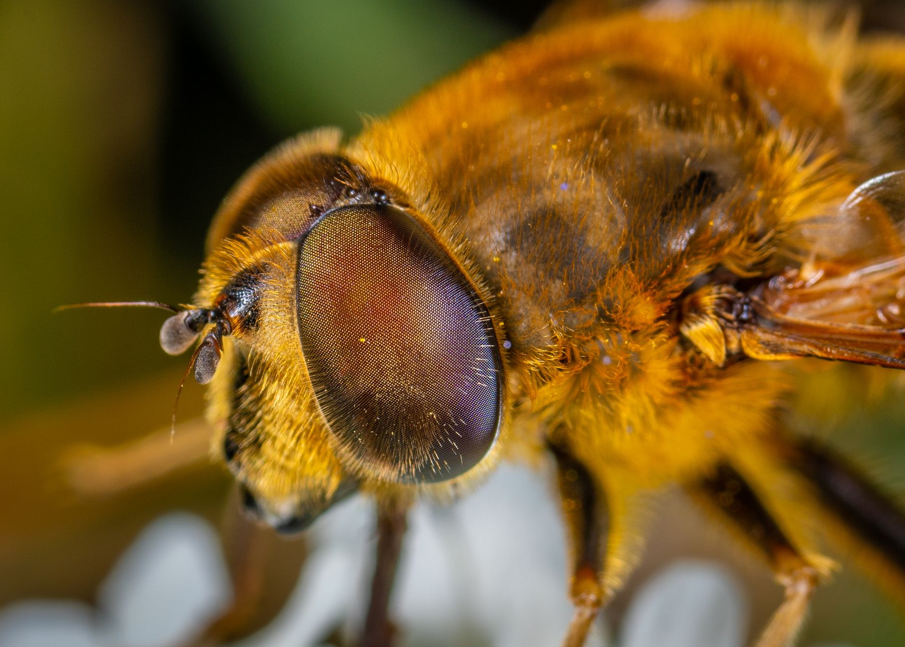 Pest Control service in Baltimore, MD