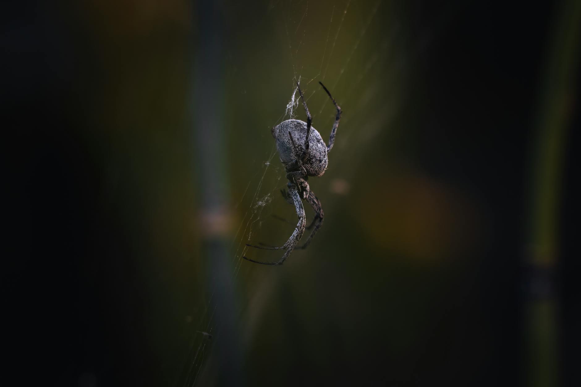 Pest Control service in Hampton, VA