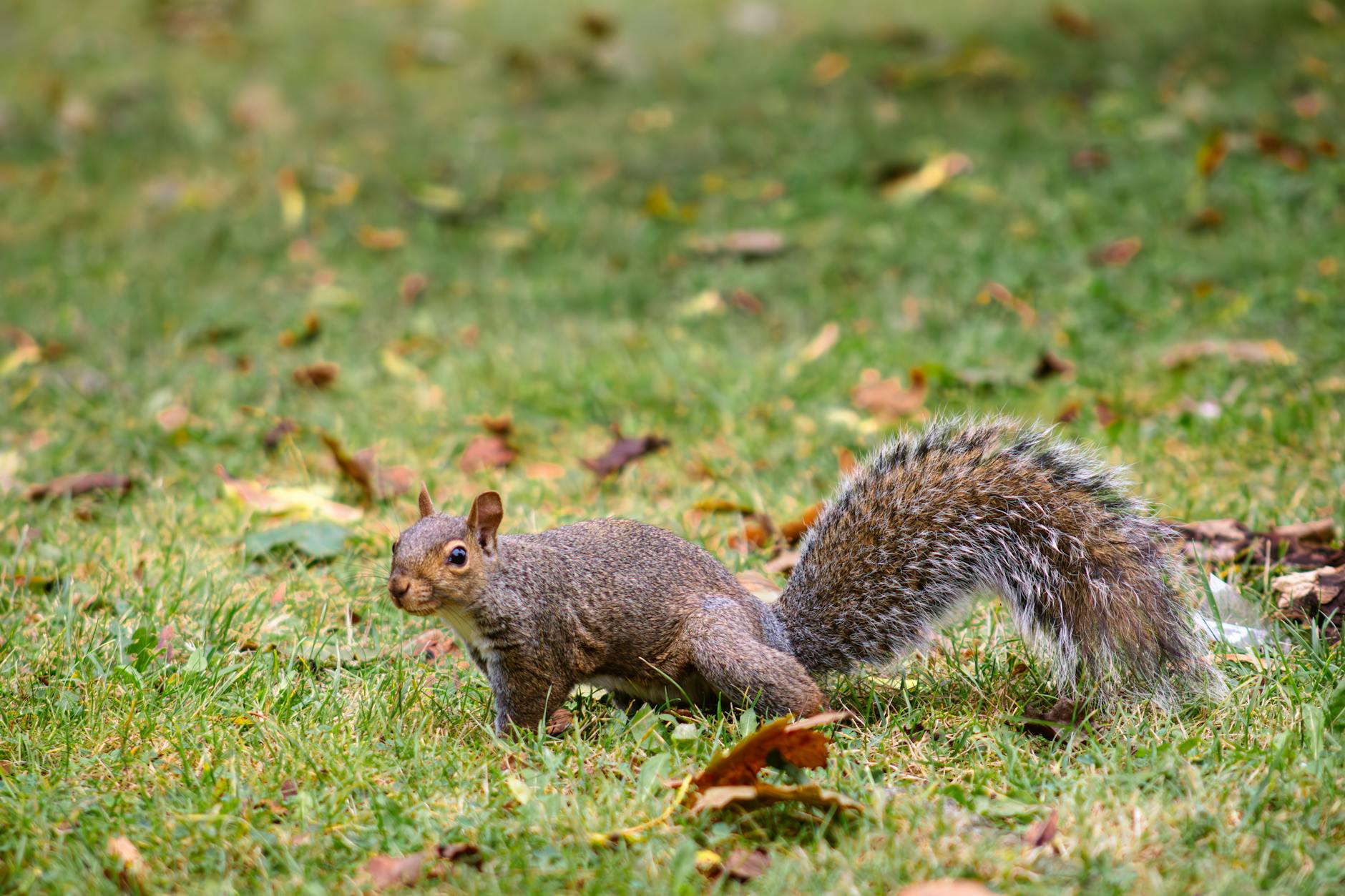 Pest Control service in Corvallis, OR