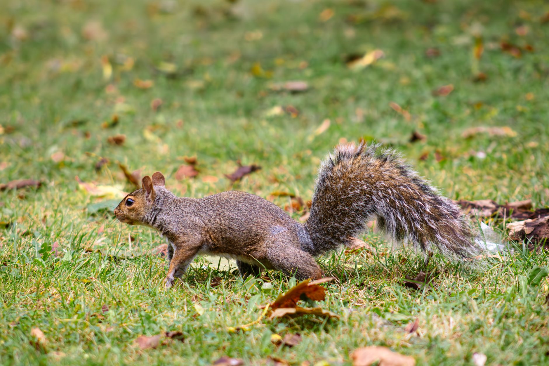 Pest Control service in Liberty, MO