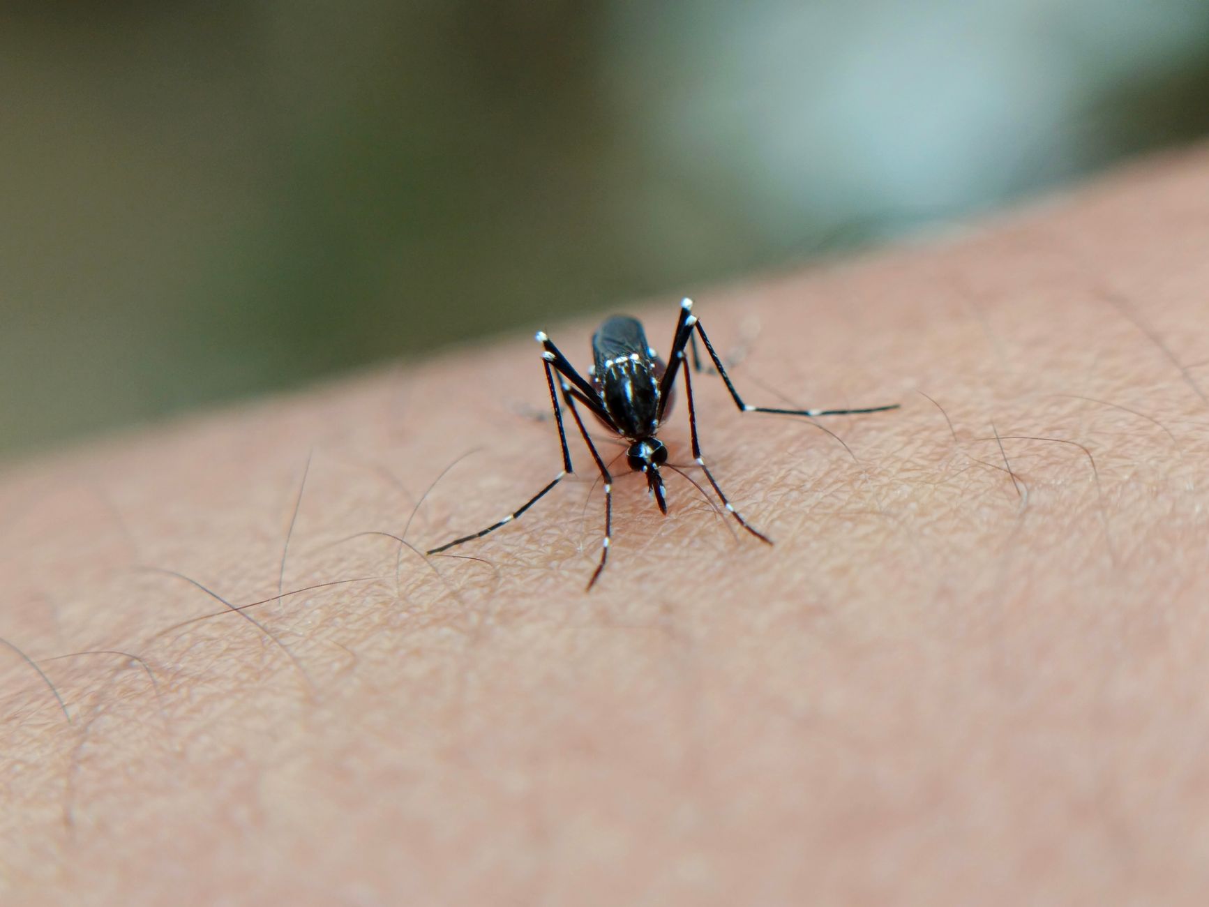 Pest Control service in Westfield, MA