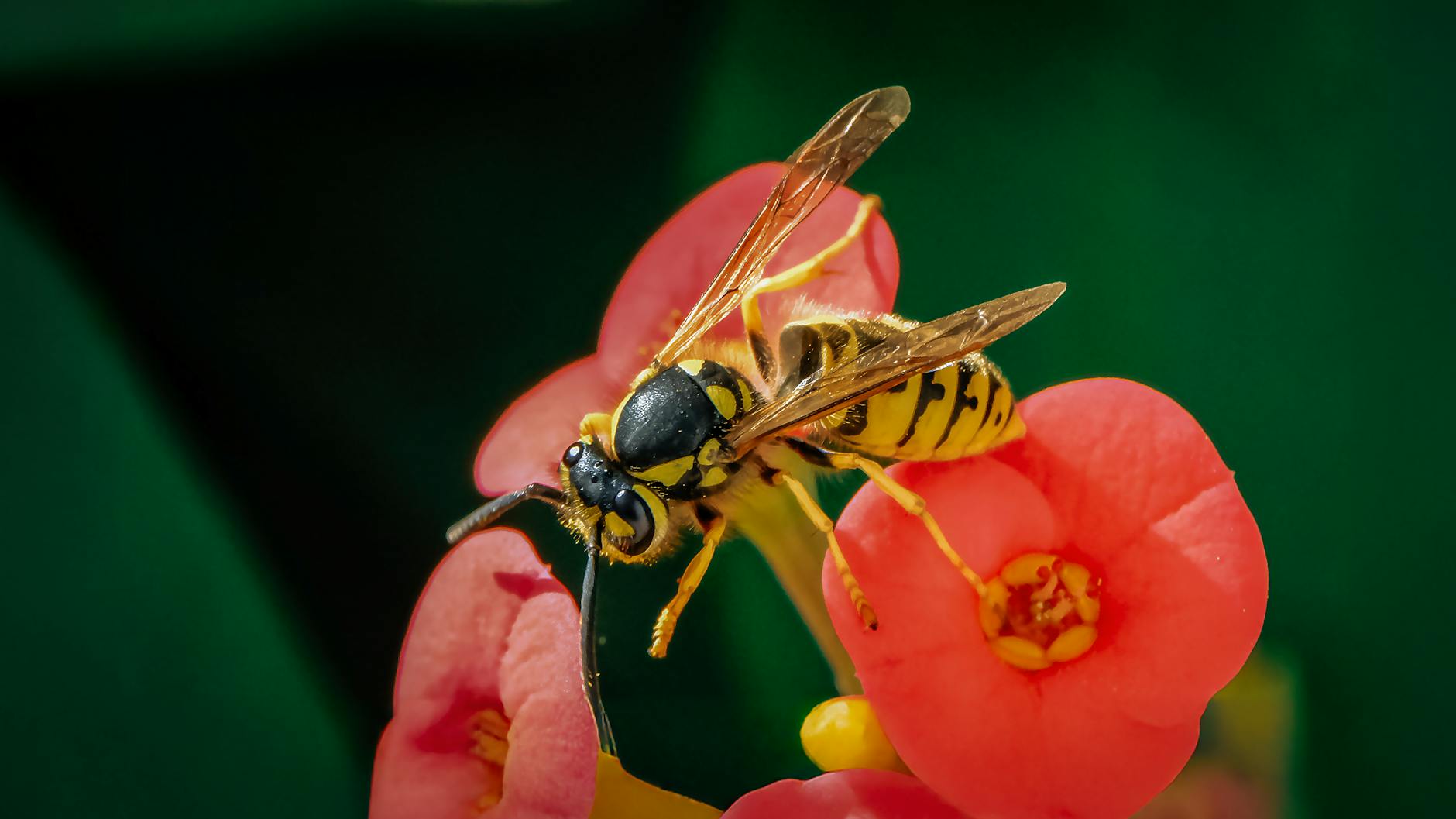Pest Control service in Fairview Park, OH
