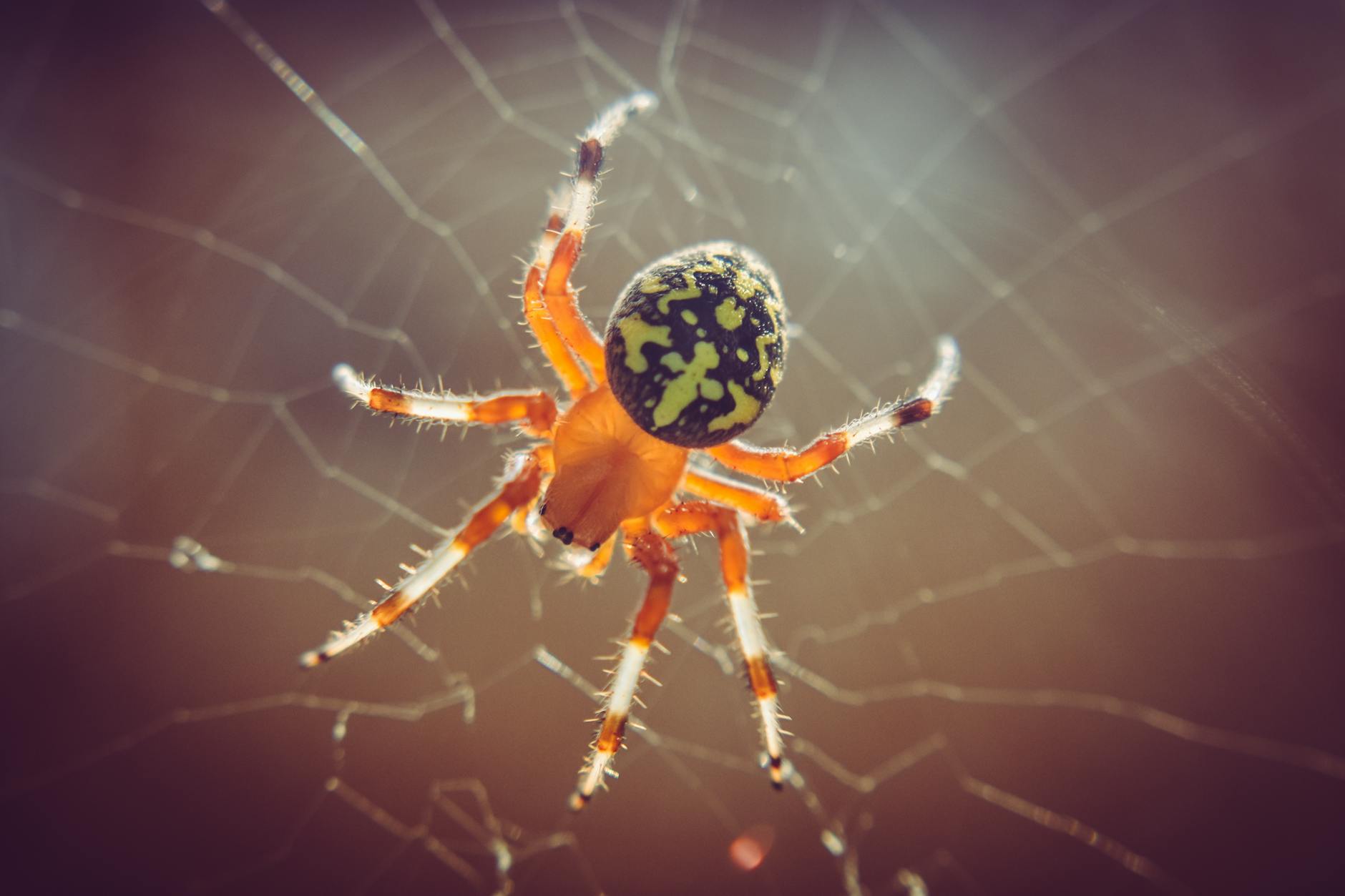 Pest Control service in South Holland, IL