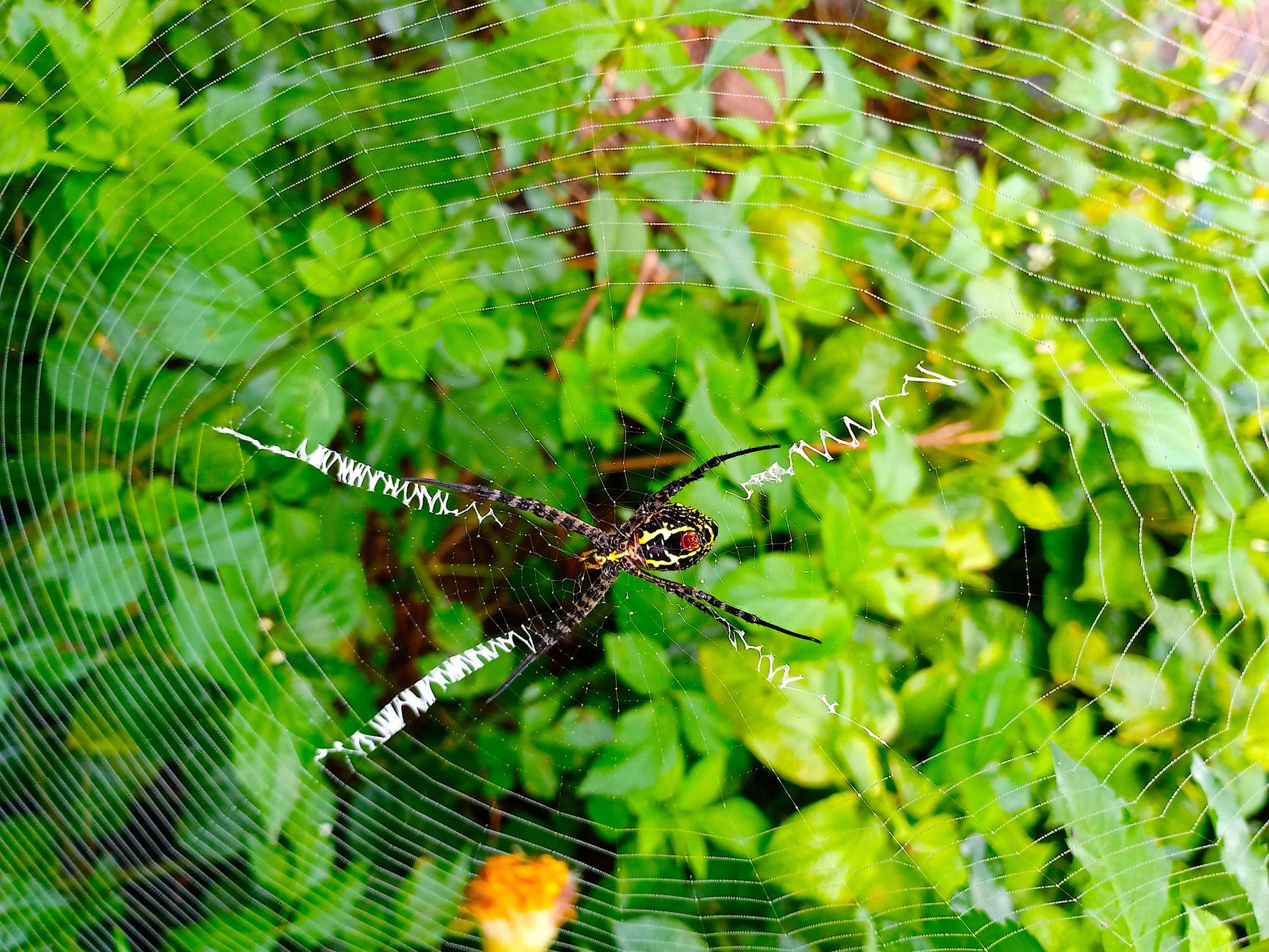 Pest Control service in Maplewood, MN