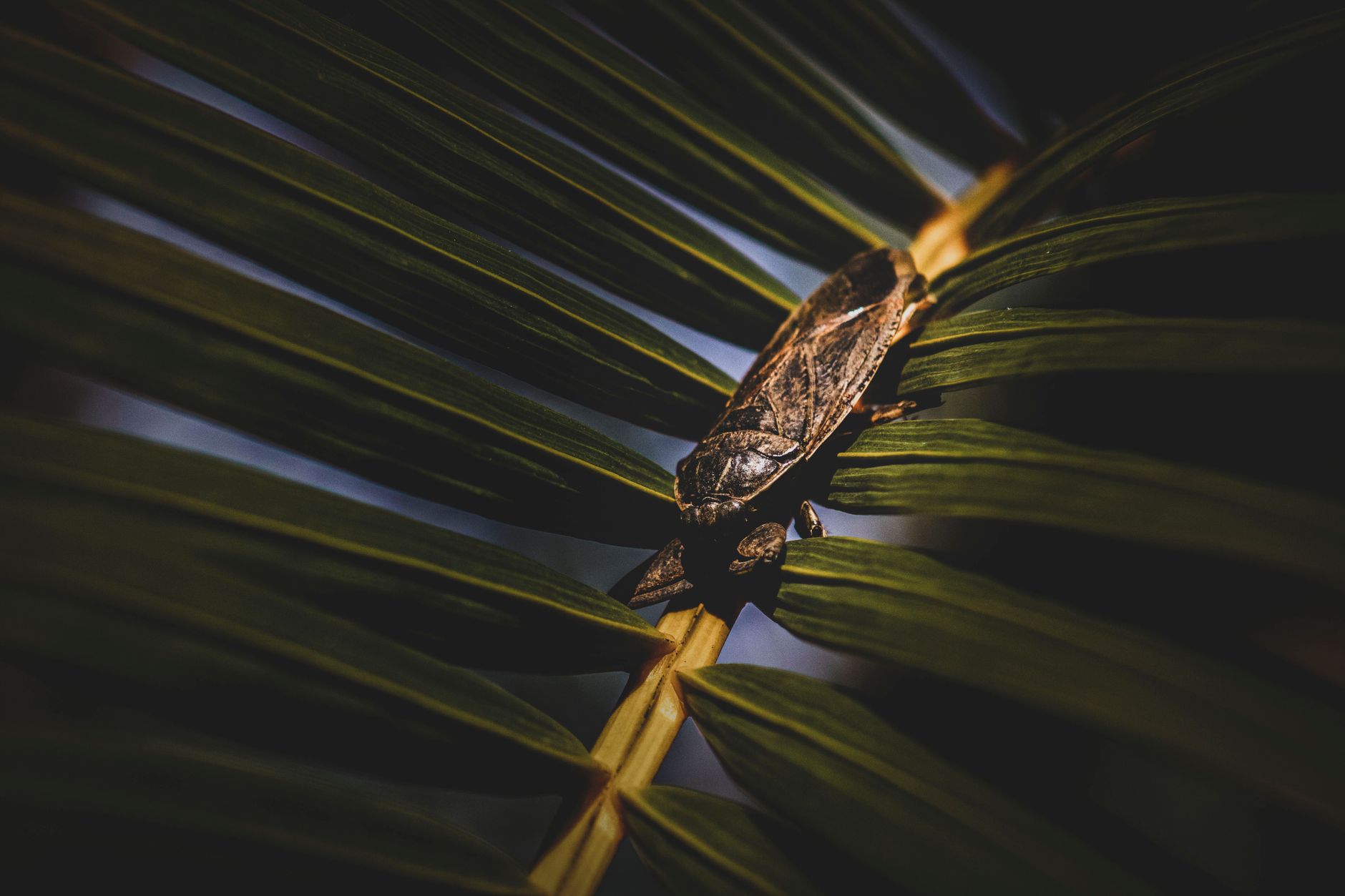Mosquito control in Naples, FL