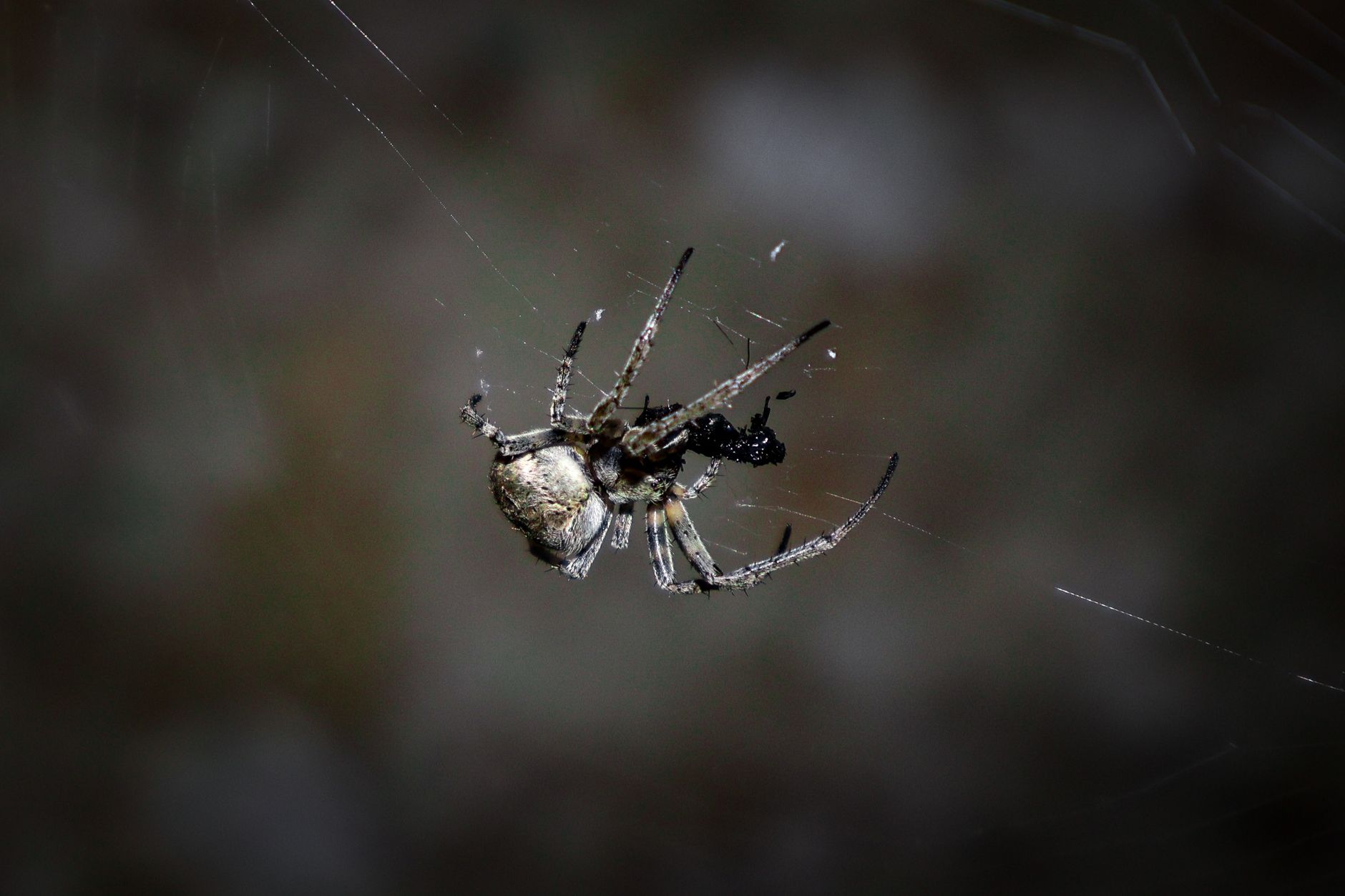 Pest Control service in North Carolina