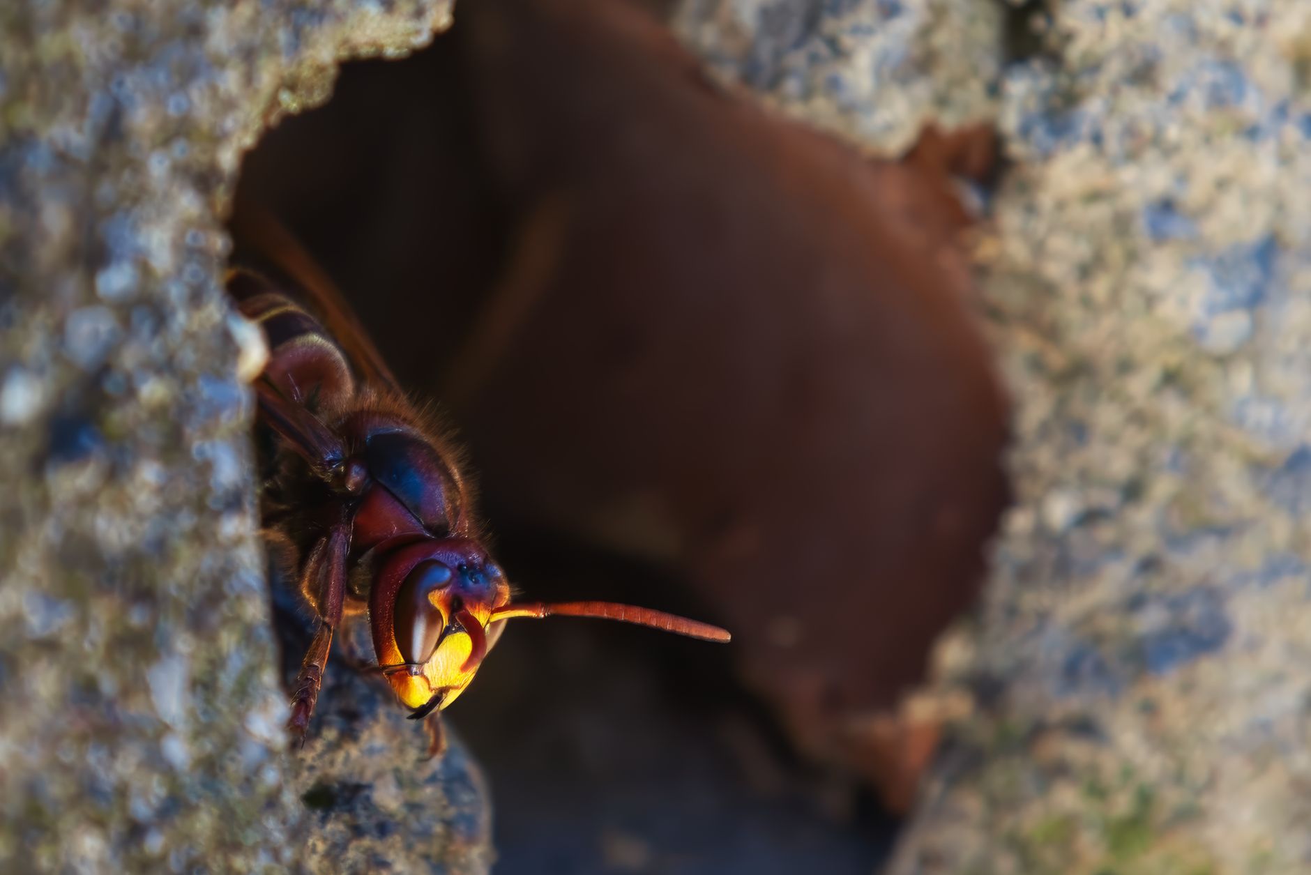 Pest Control service in Parma, OH
