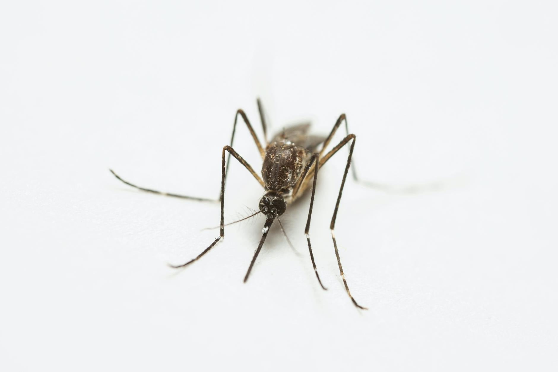 Cody Pest Control Inc — pest control in East Liverpool, OH