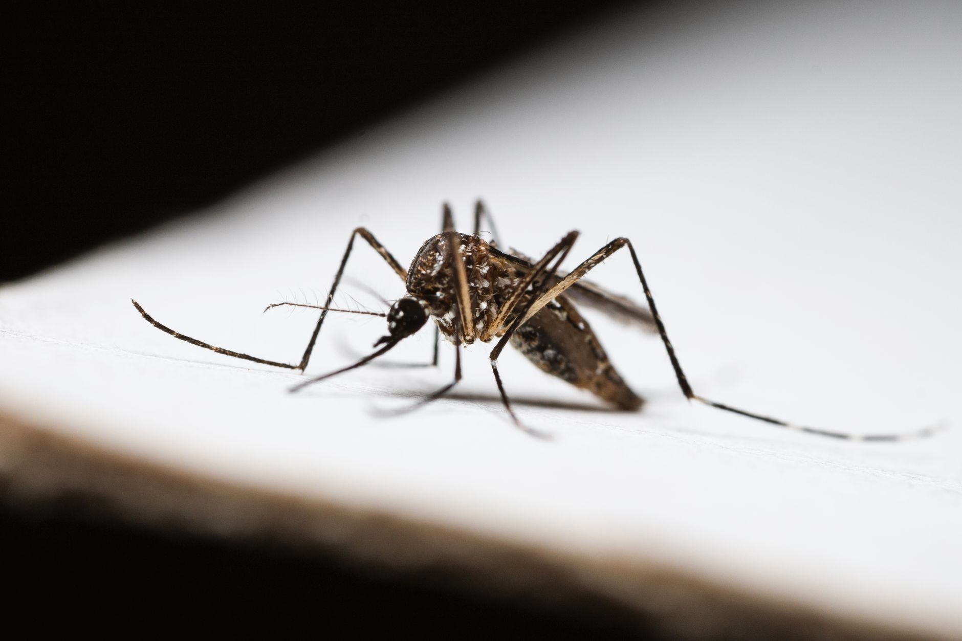 General pest control in Franklin, TN
