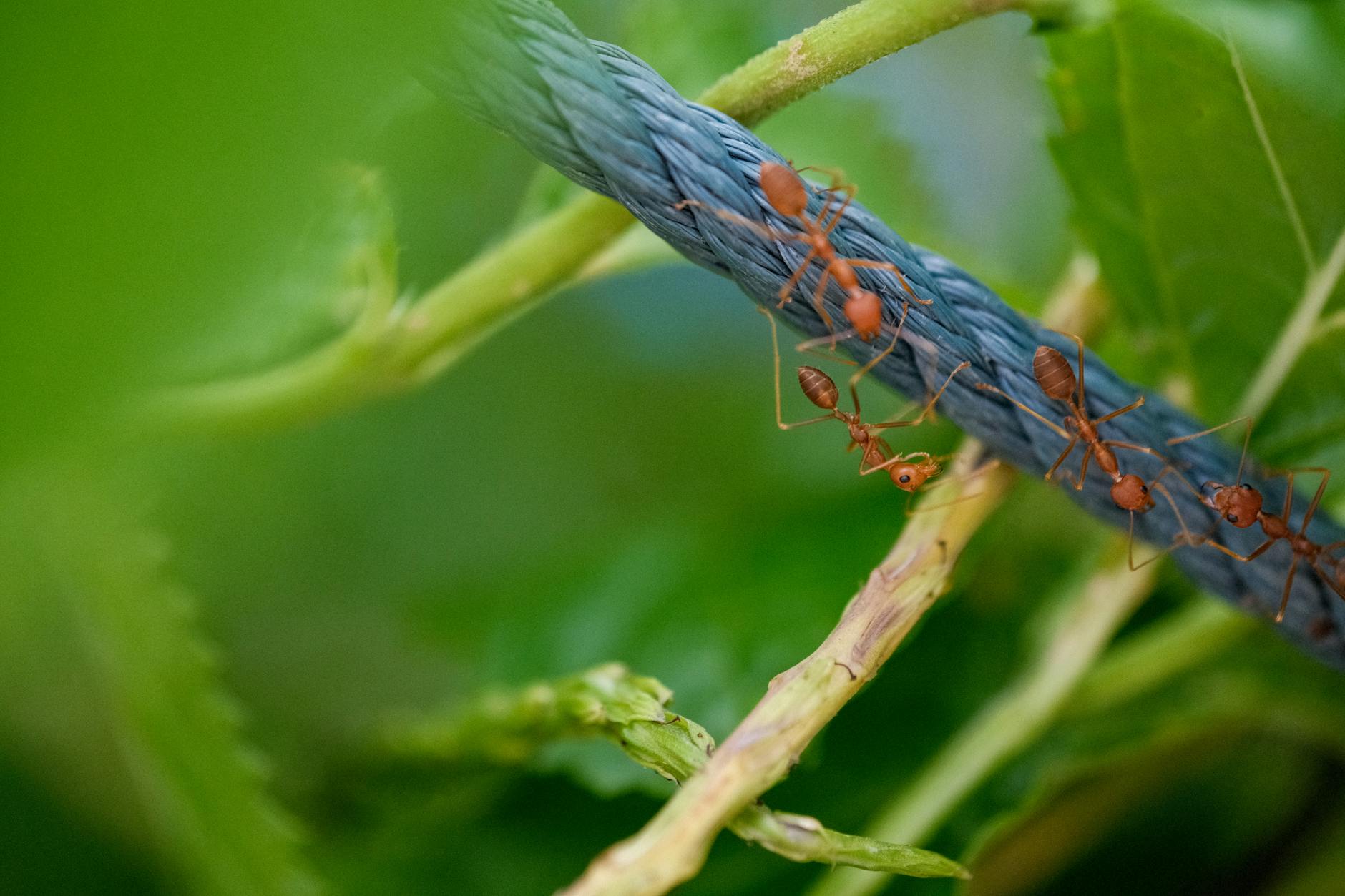 Pest Control service in Cincinnati, OH