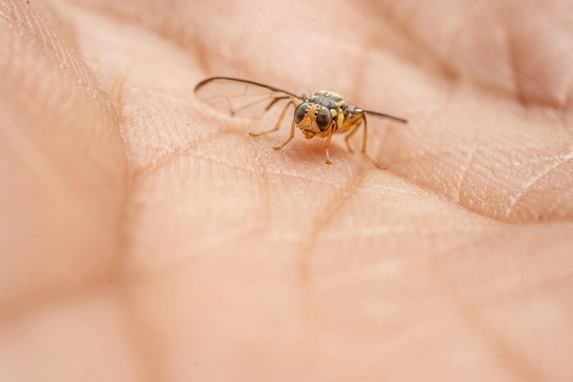 Pest Control service in Quincy, MA