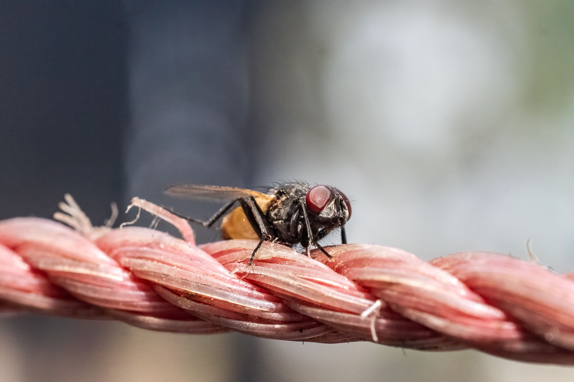 Country's Pest Control — pest control in Middletown, OH