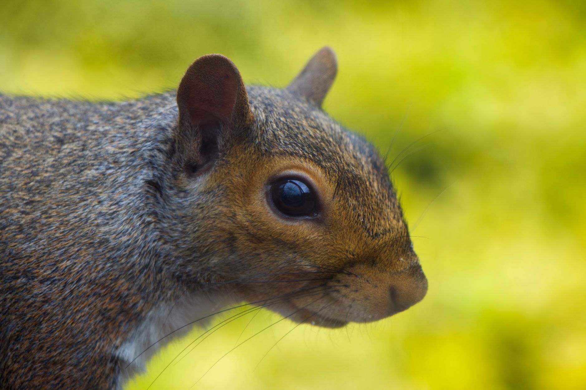 General pest control in Coral Gables, FL