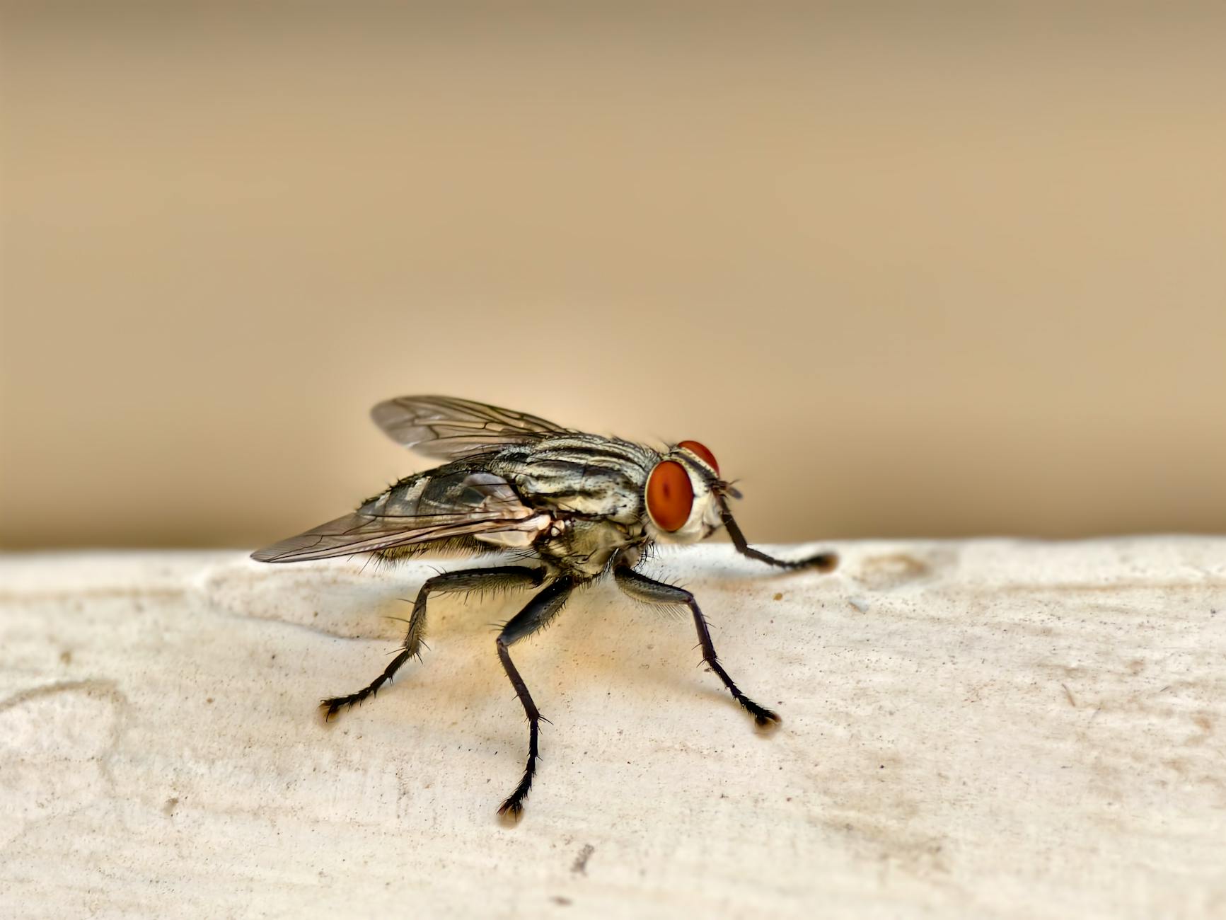 General pest control in Crestview, FL