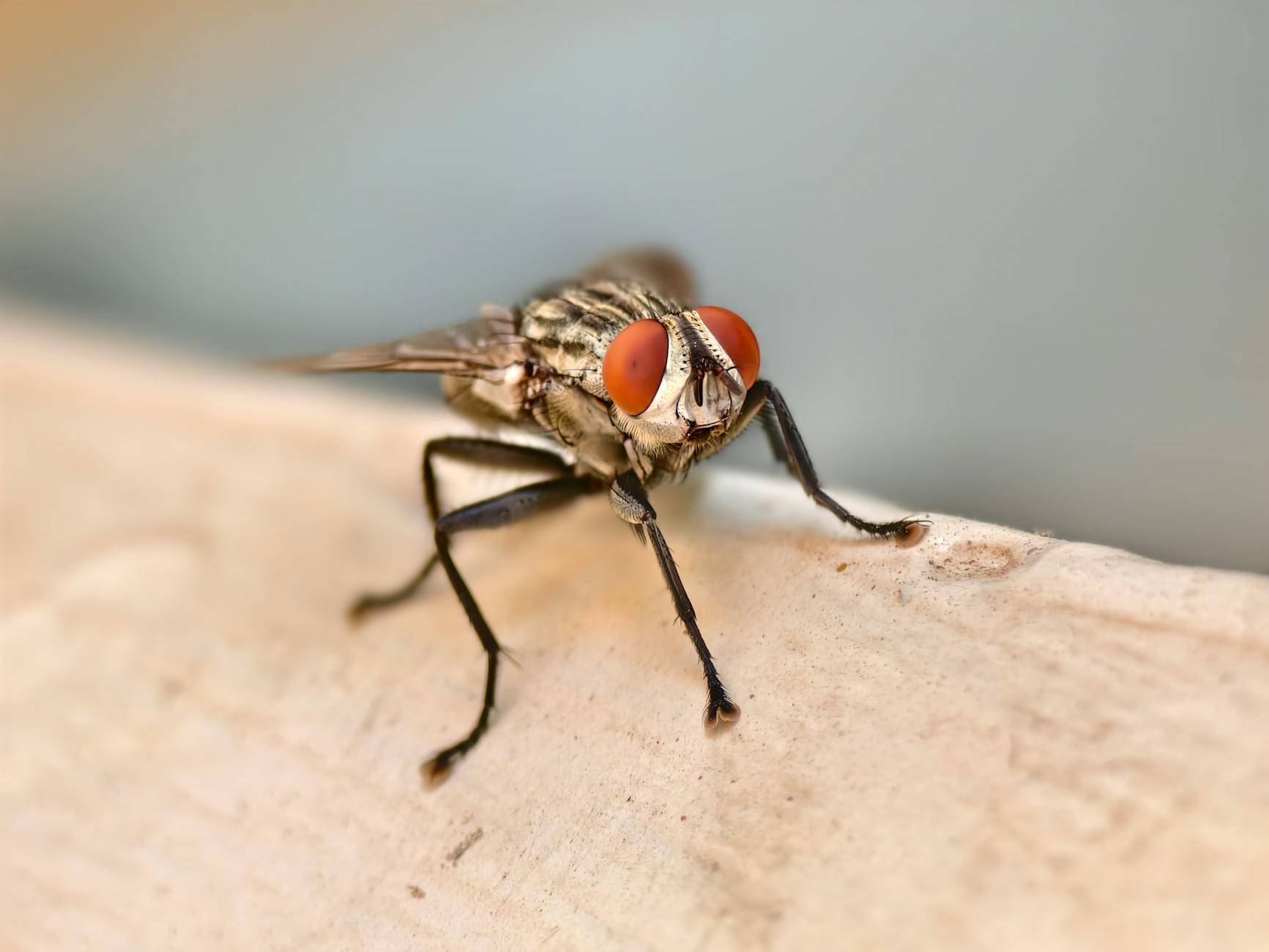 Pest Control service in Framingham, MA