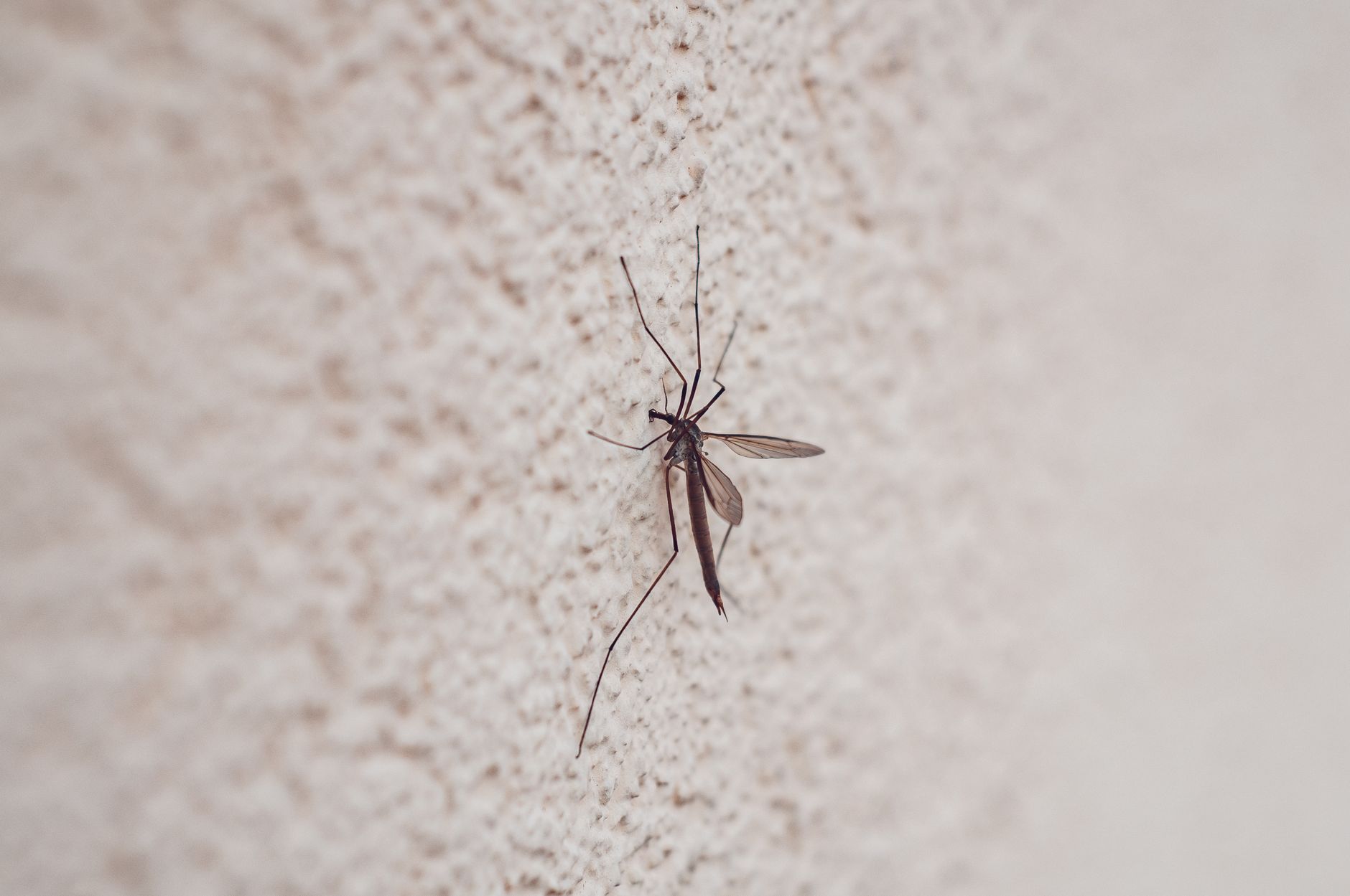 Pest Control service in Kansas City, MO