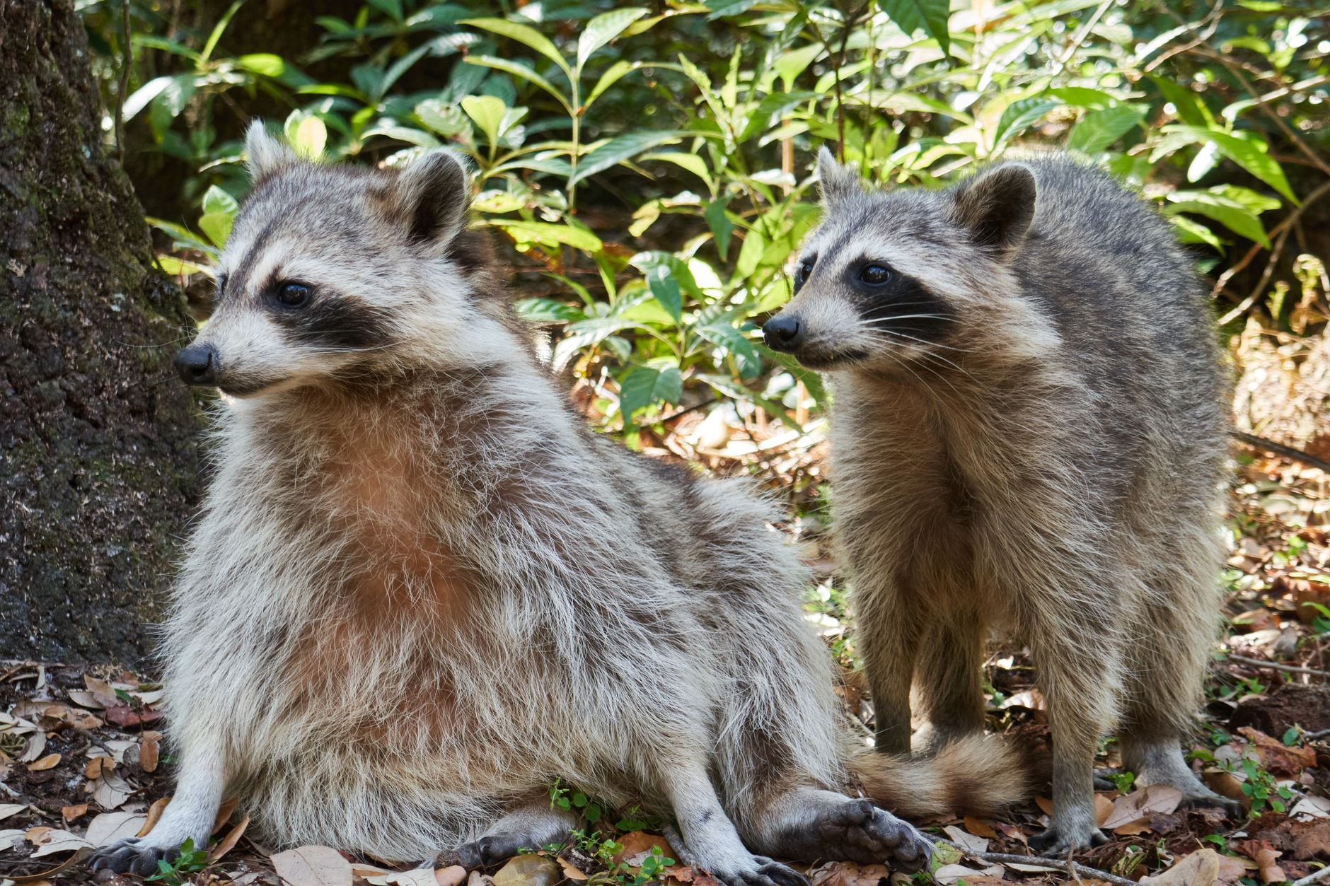 A.M.D. Pest Control & Termite Extermination, Inc. — pest control in Cleveland, OH