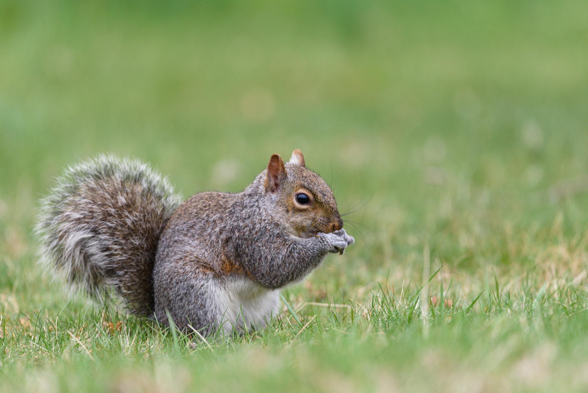 Wildlife Solutions, Inc. — pest control in Valparaiso, IN