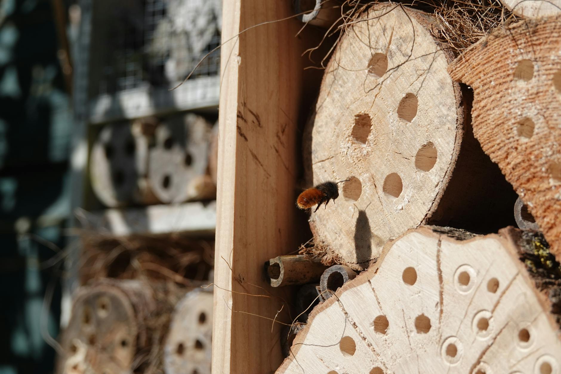 Pest Control service in Florida