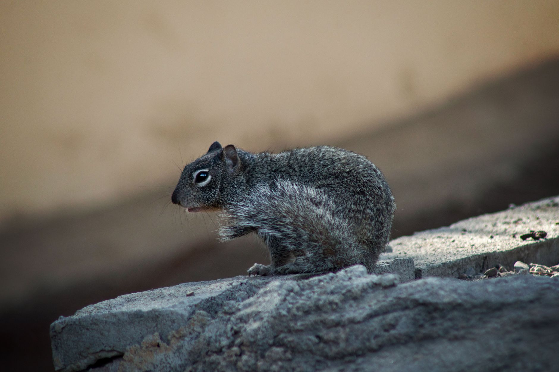 Sandlin's Pest Control — pest control in Sebring, FL