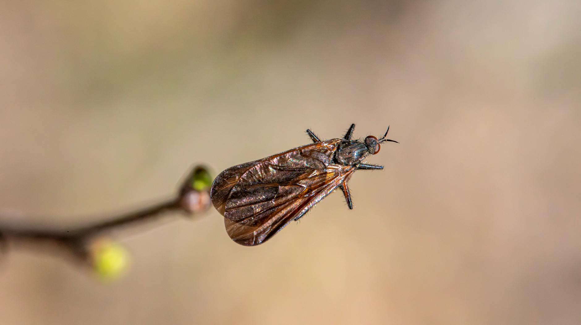 Clements Pest Control Services Inc — pest control in Newport, KY
