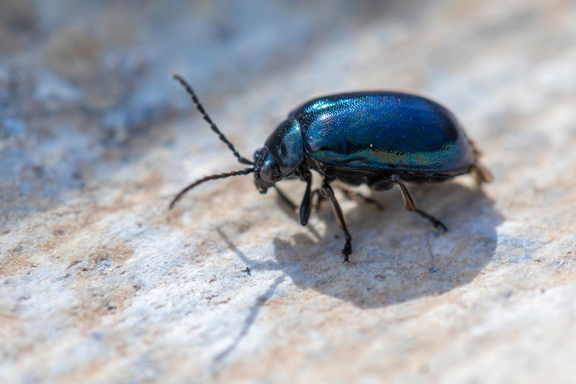 Pest Control service in Kalamazoo, MI