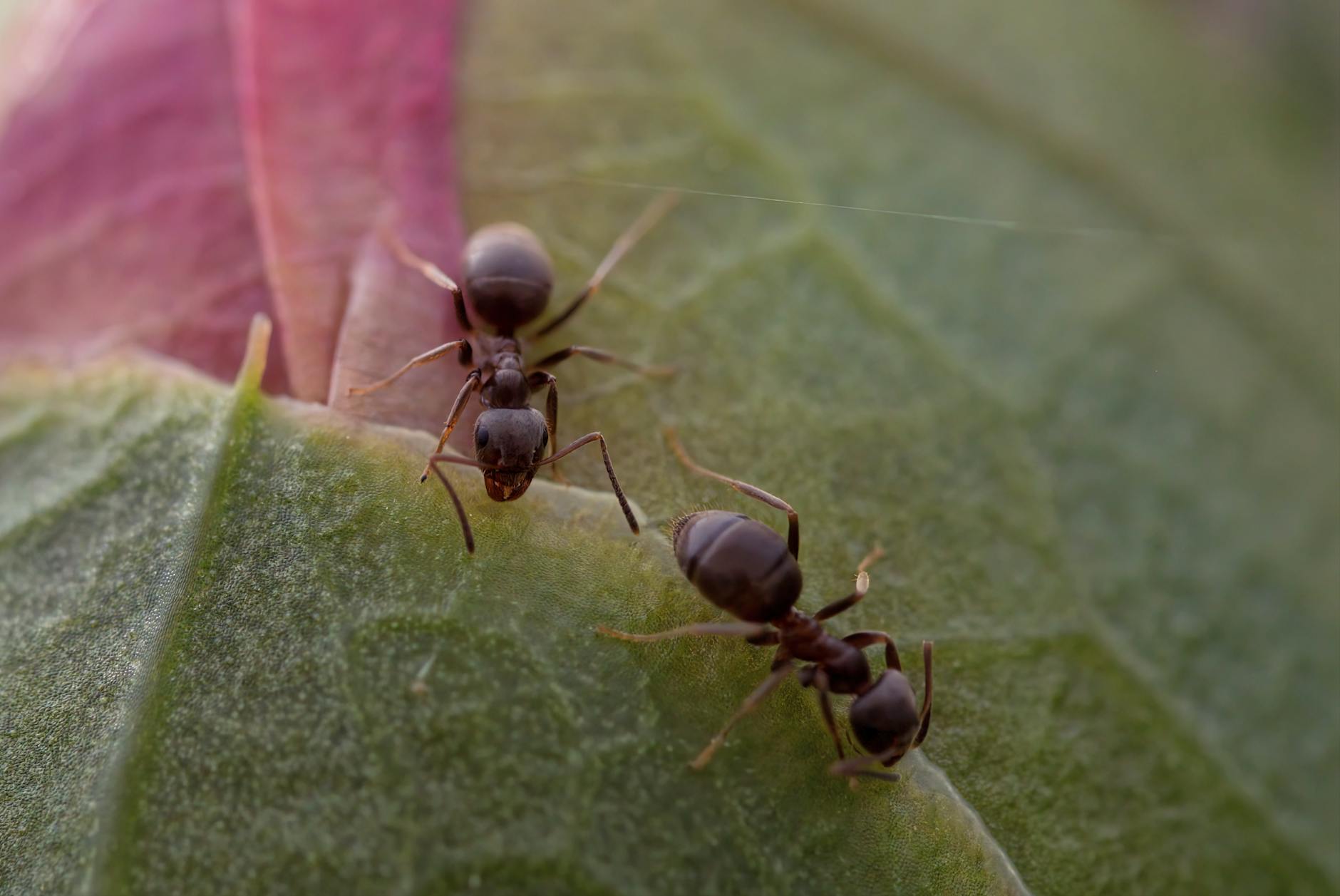 Pest Control service in Saginaw, MI