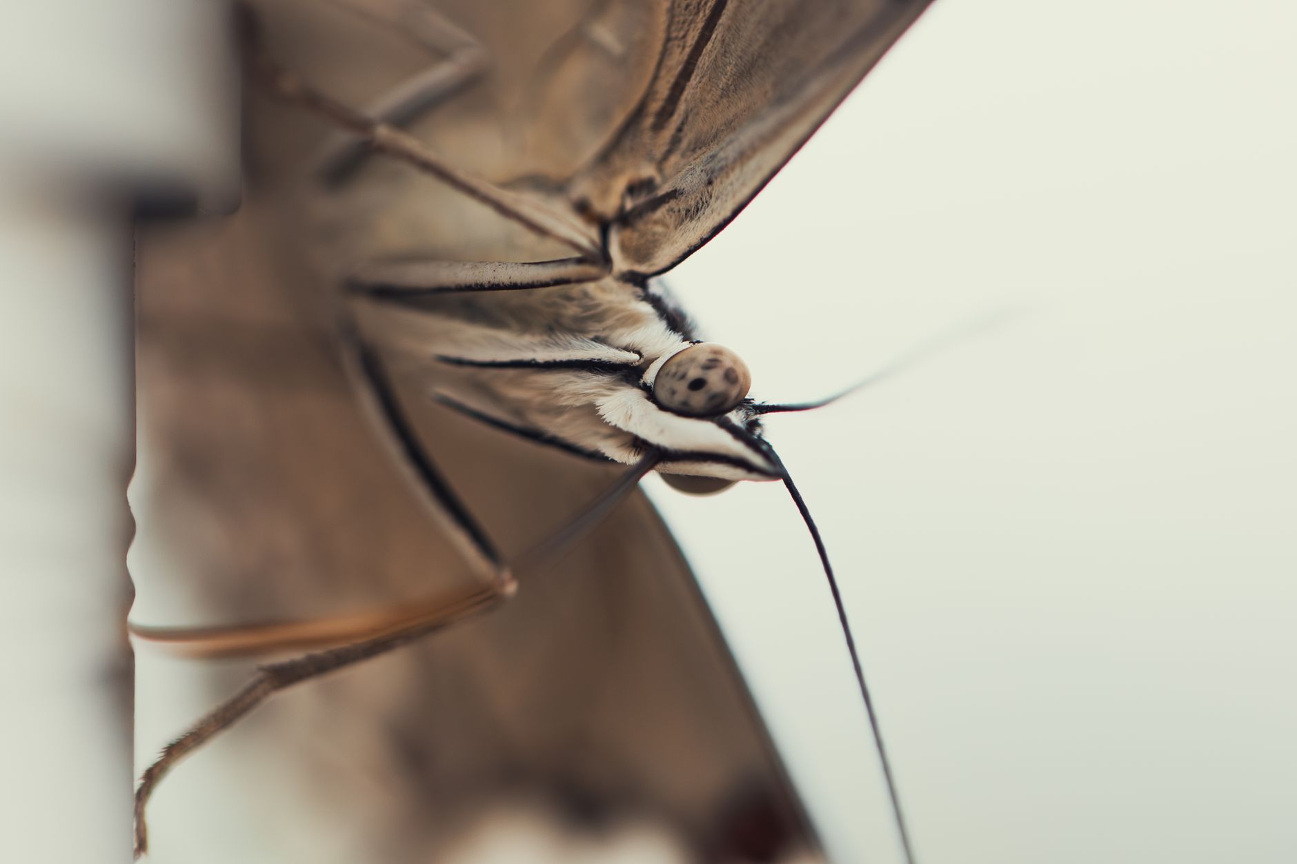 Termite control in Plymouth, NC