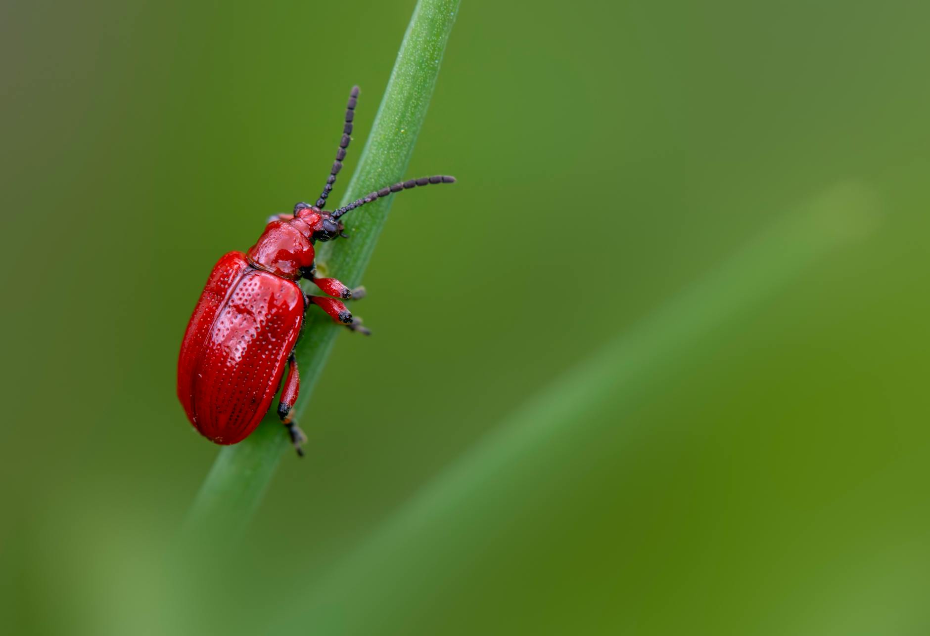 A.P. Pest Control. — pest control in Los Angeles, CA