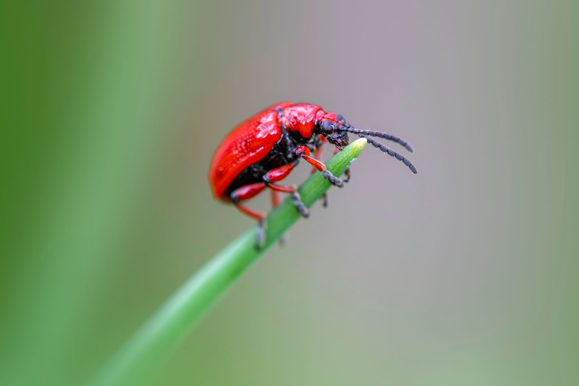 Bed bug treatment in Miami, OH