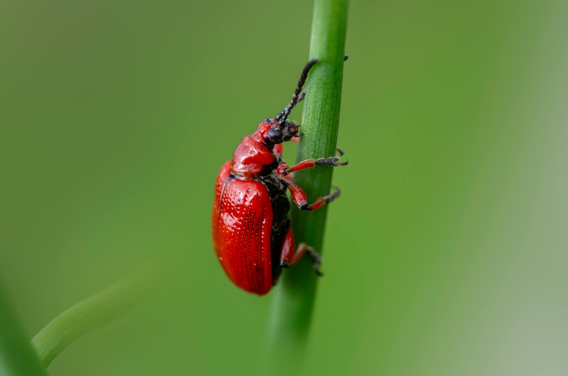 Ace Services of Alabama Inc. — pest control in New York, NY