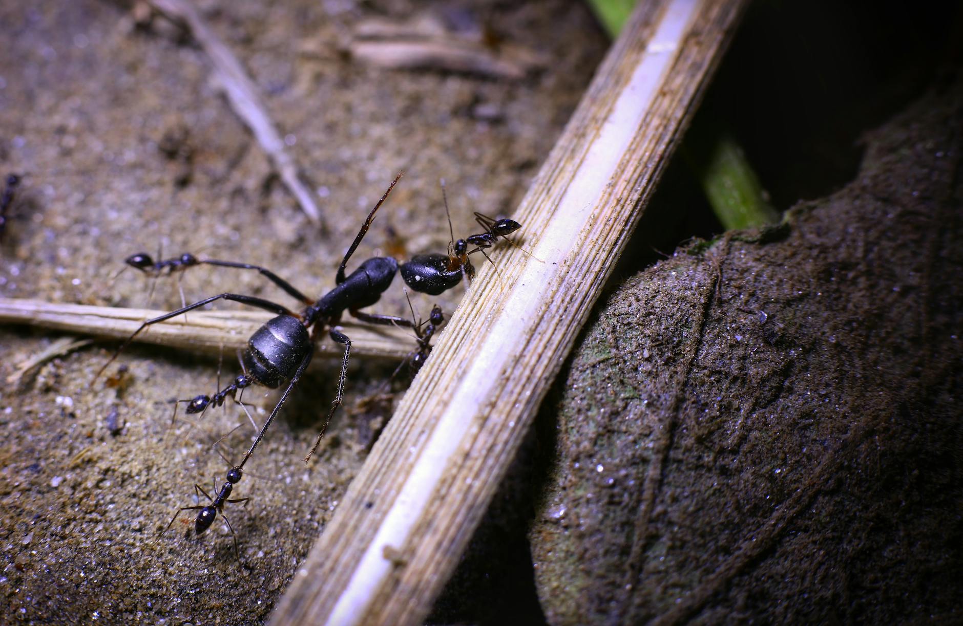 Termite control in South Bend, IN