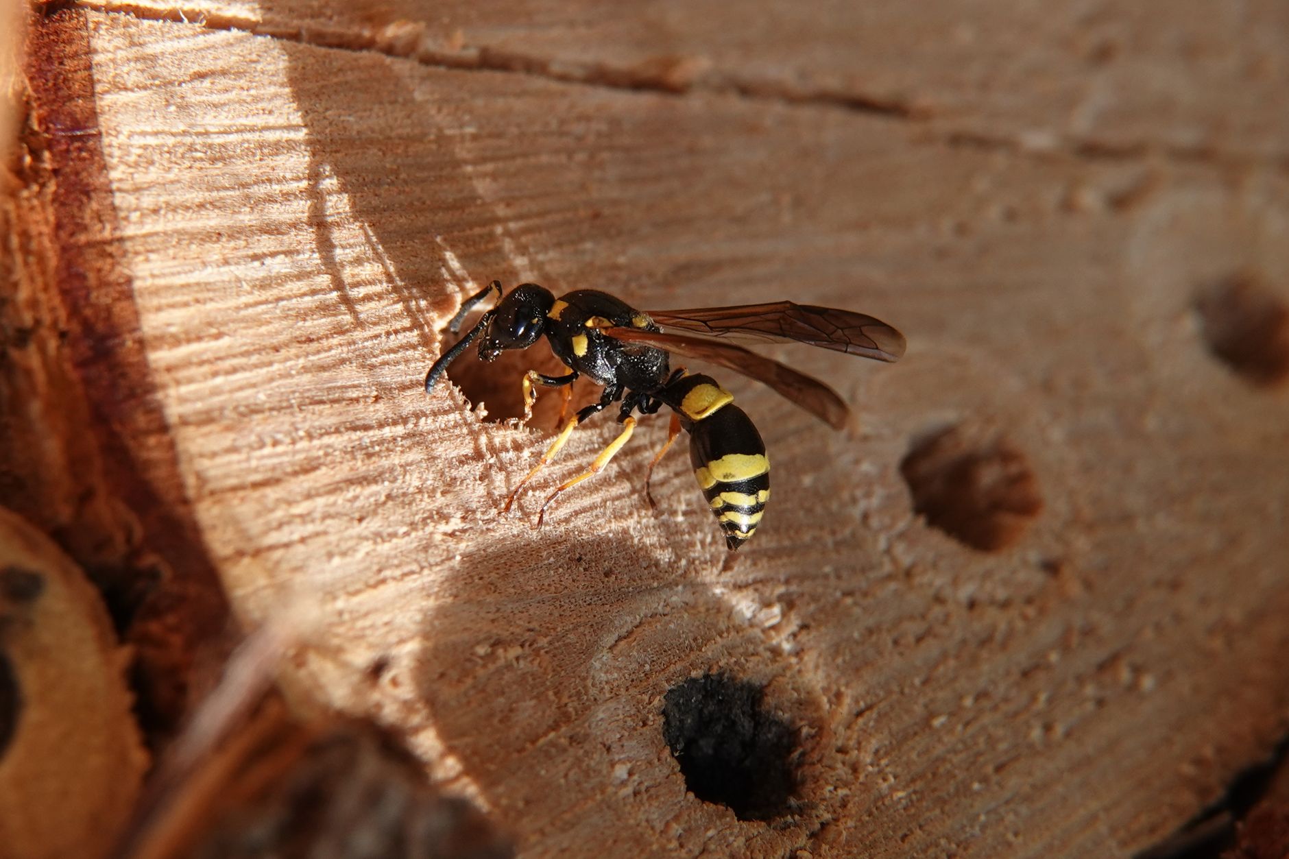 ADA Termite and Pest Control — pest control in Overland Park, KS