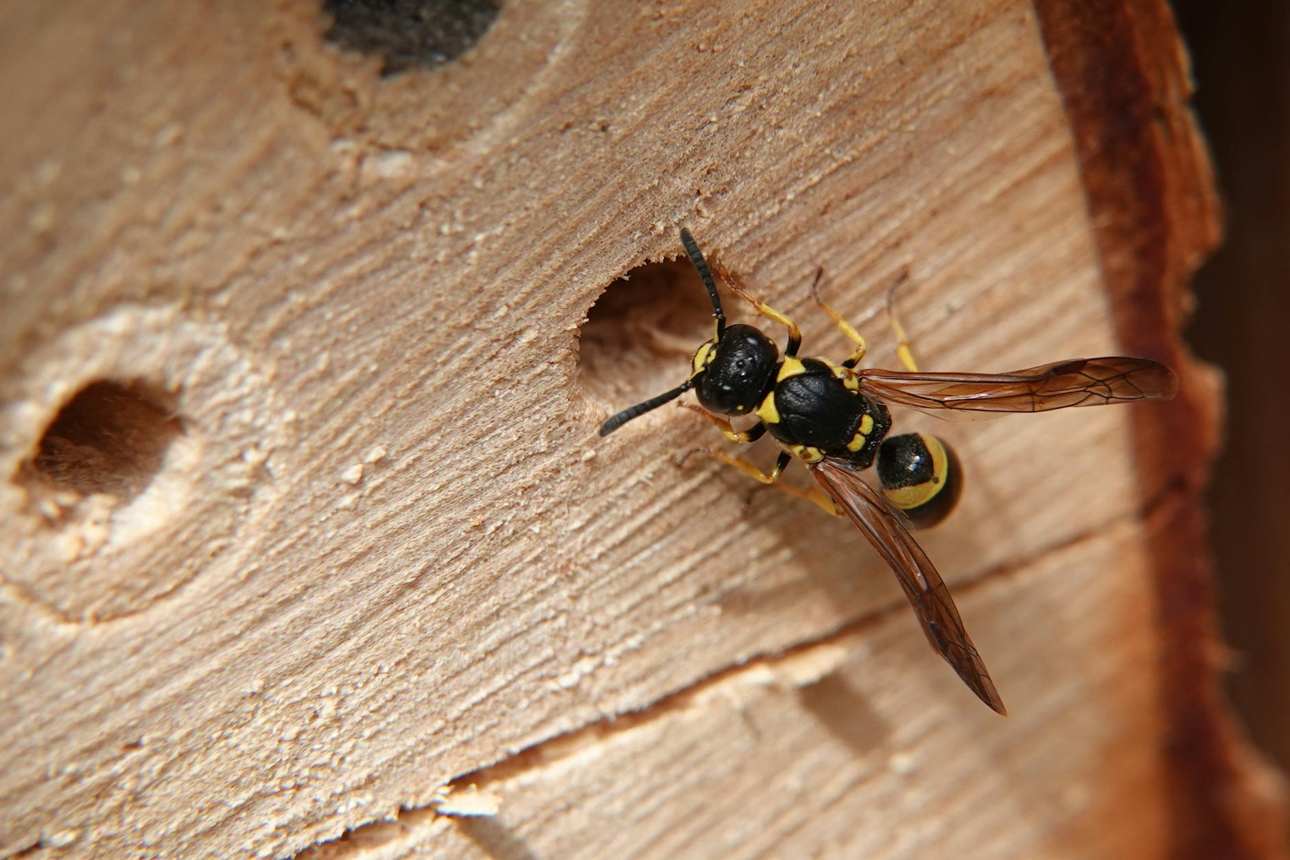 R.A.T.S. Professional Pest Control — pest control in Alachua, FL