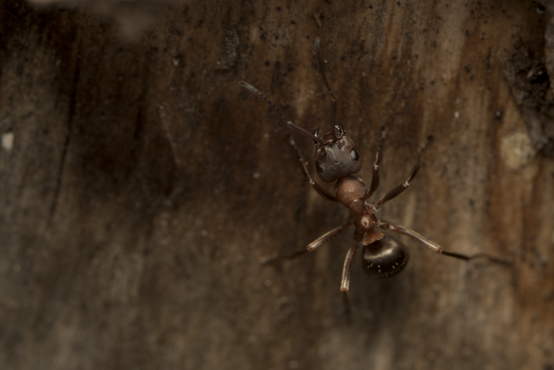 Pest Control service in Massillon, OH