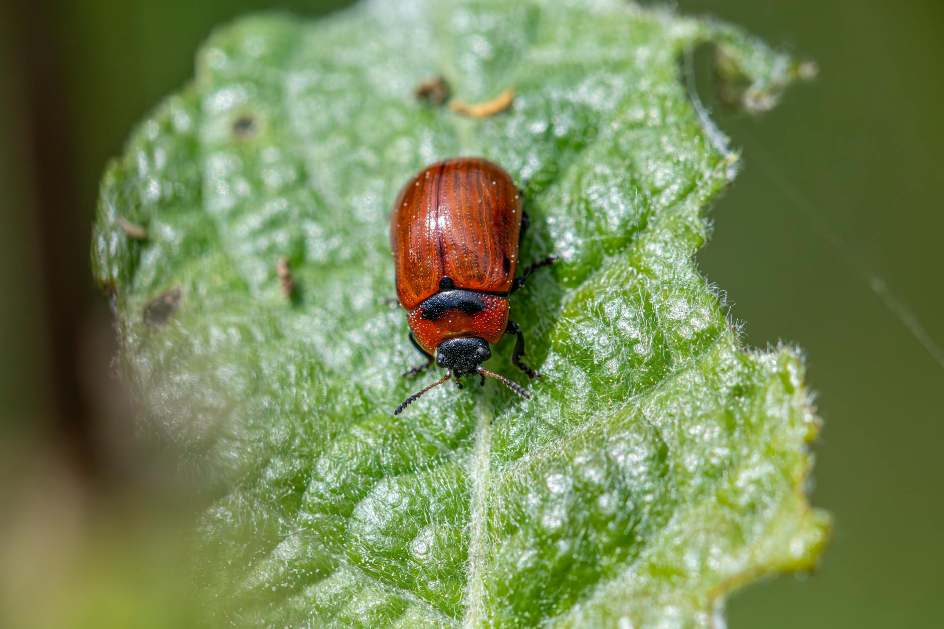 General pest control in East Liverpool, OH