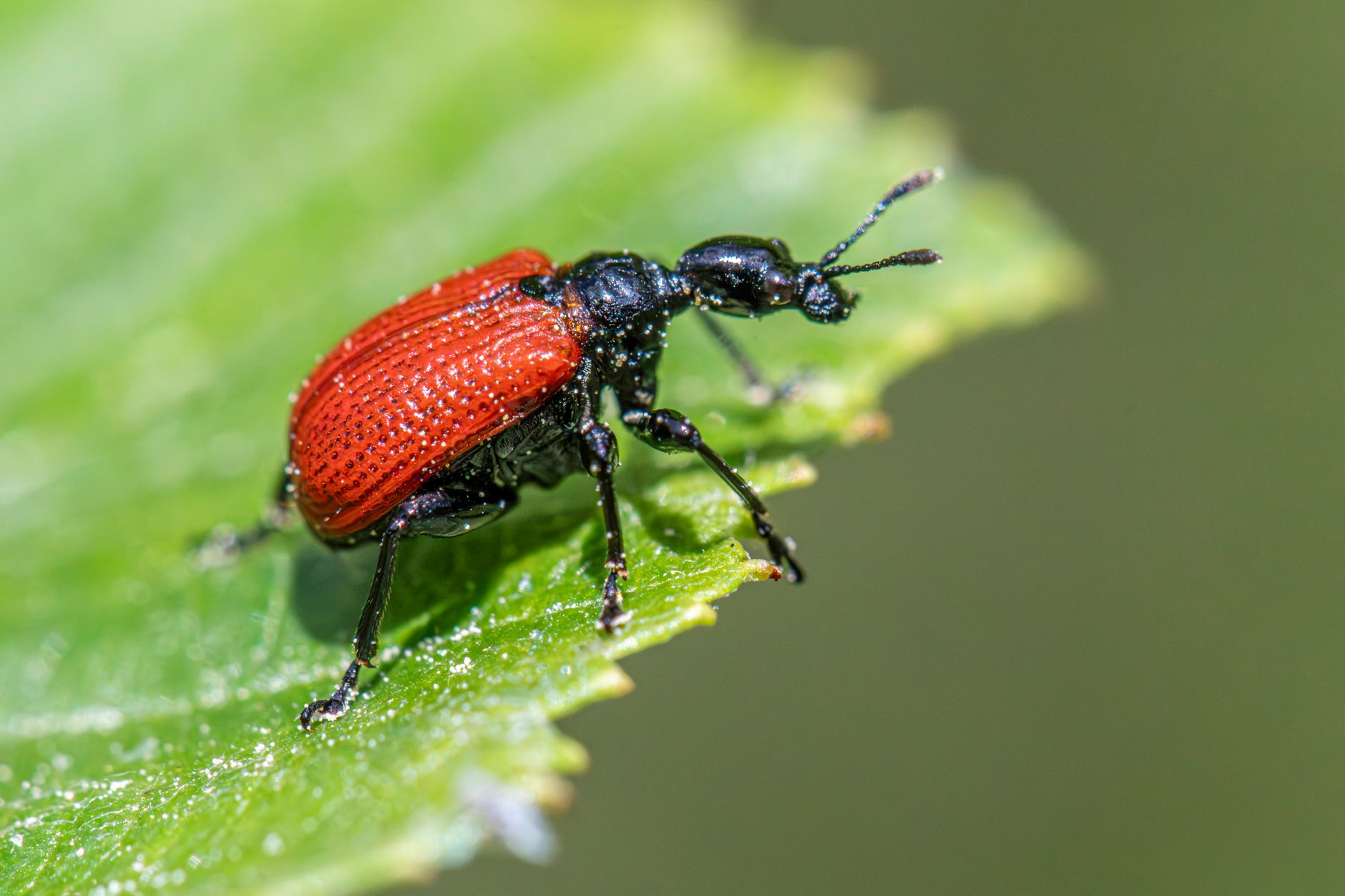 Wildlife removal in Saginaw, MI