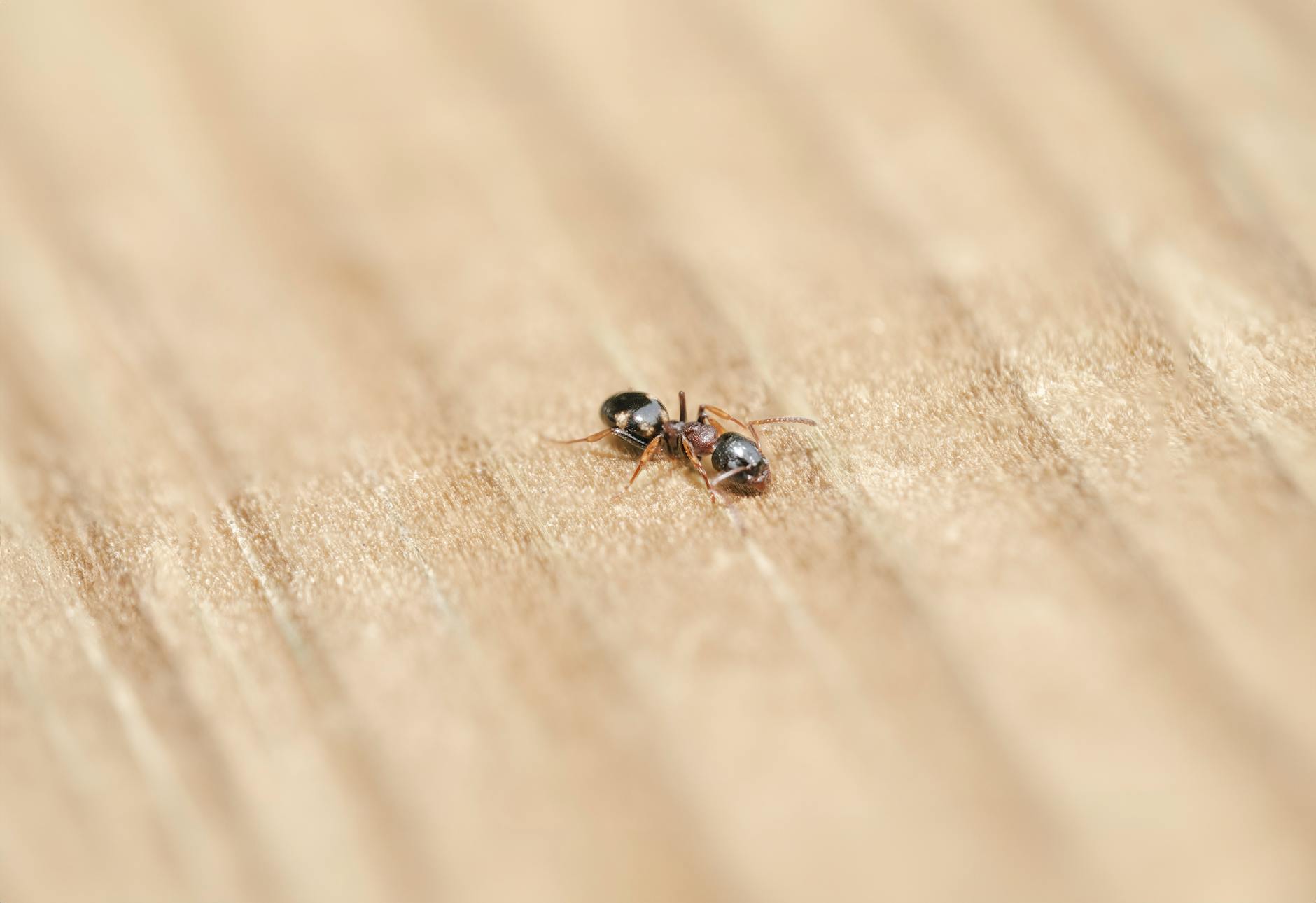 Pest Control service in Panama City, FL