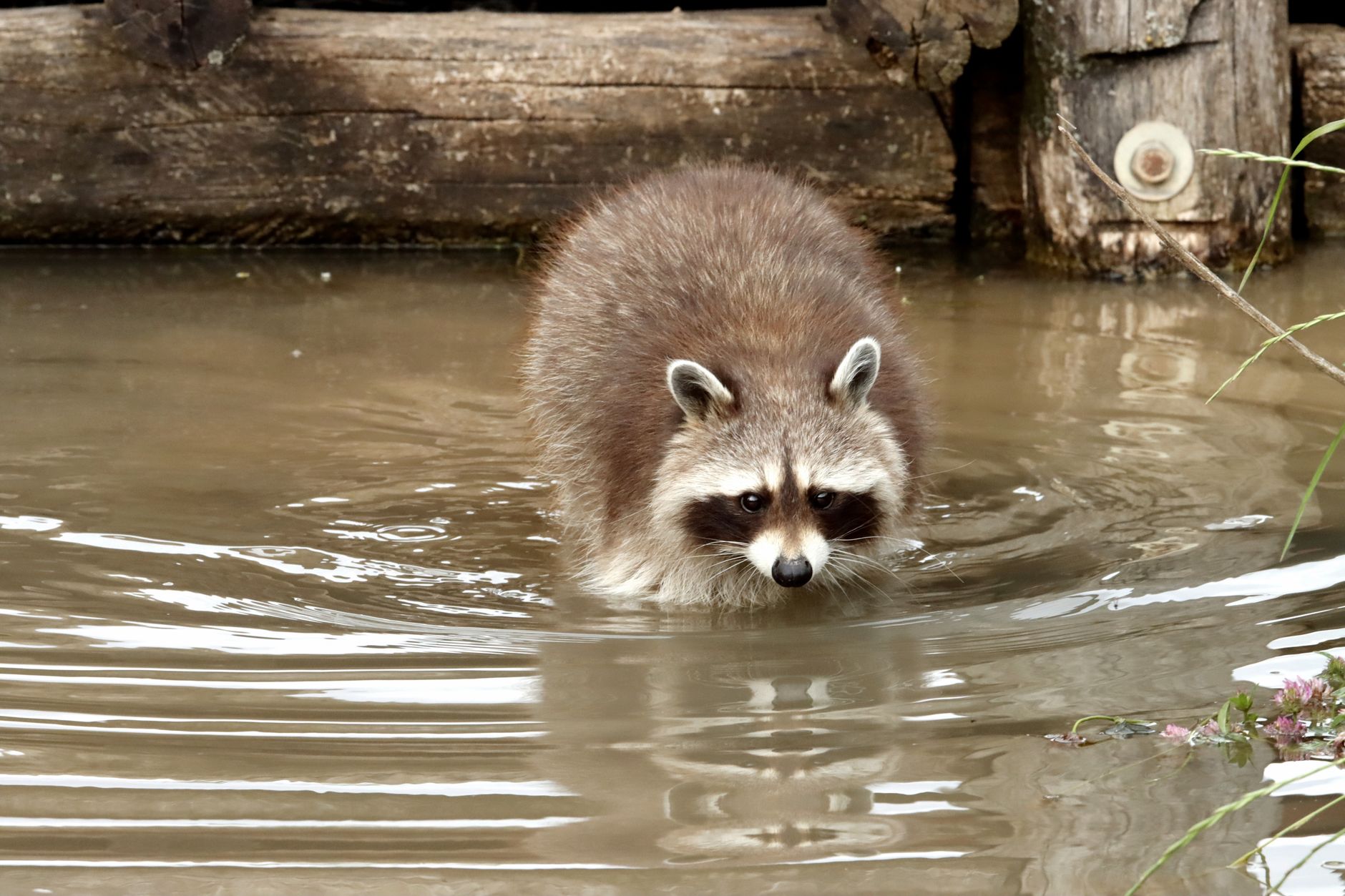 Pest Control service in Nebraska