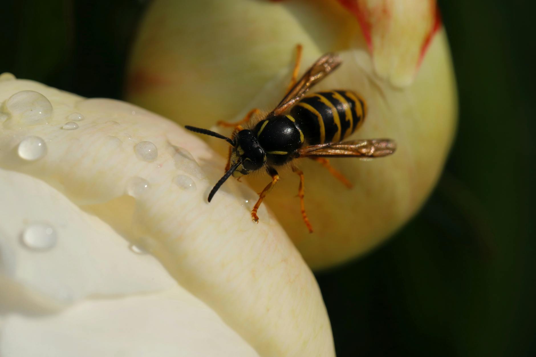 BAM Pest Control Services Inc. — pest control in Cockeysville, MD