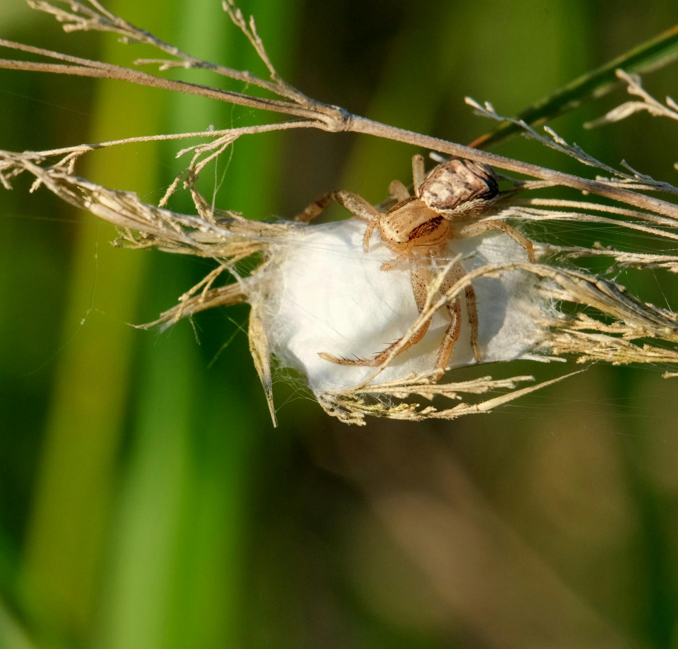 Pest Control service in Panama City Beach, FL
