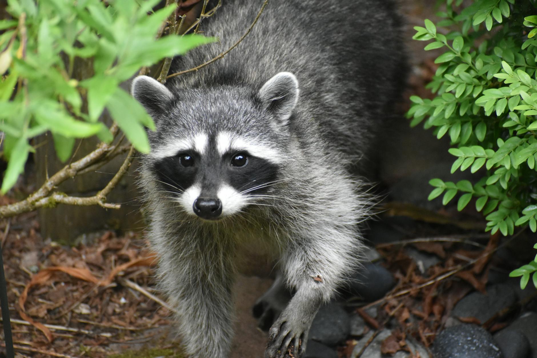 Pest Control service in Newport, KY