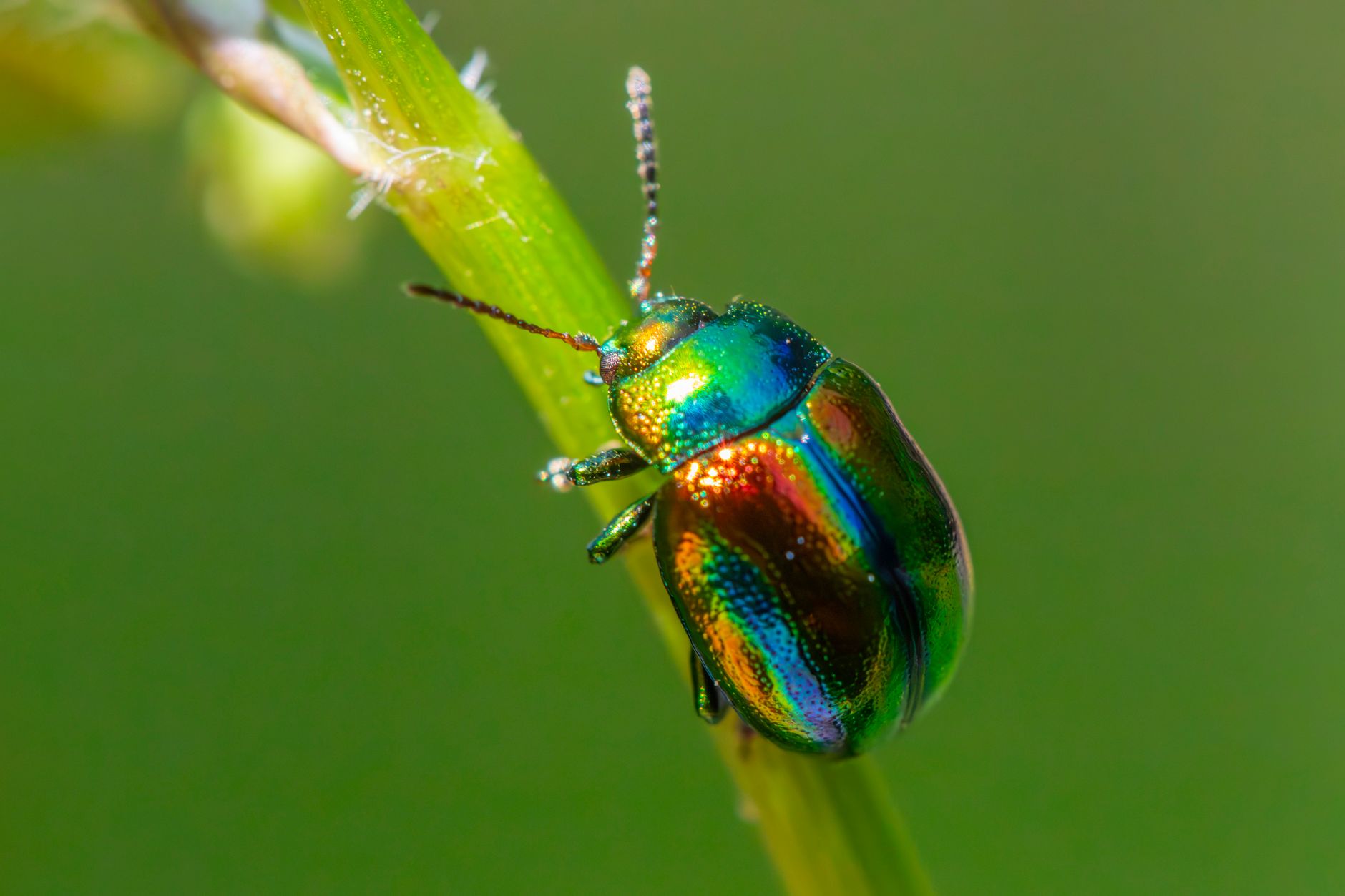 Bed bug treatment in Parma, OH
