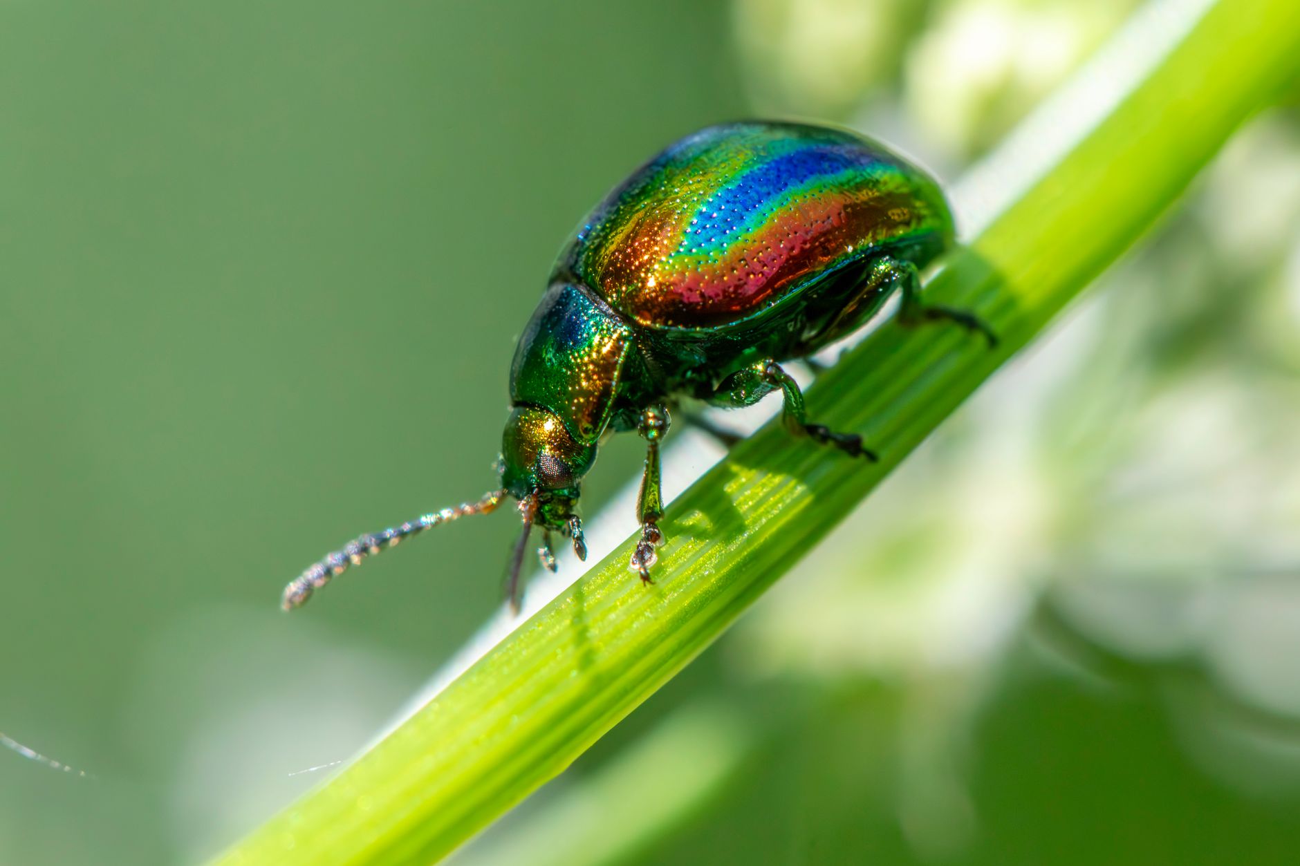 Pest Control service in Sebring, FL
