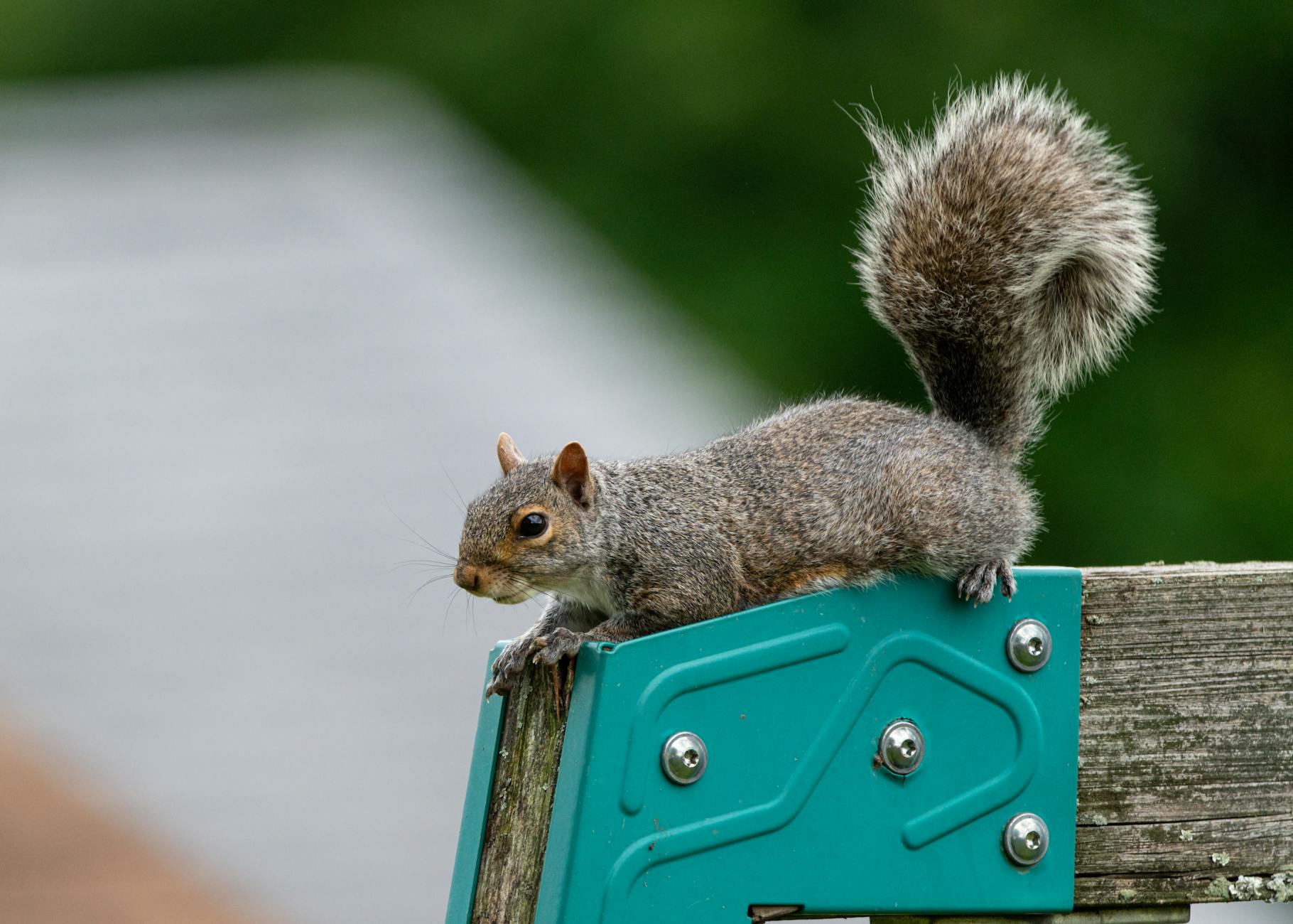 Pest Control service in Marshall, NC