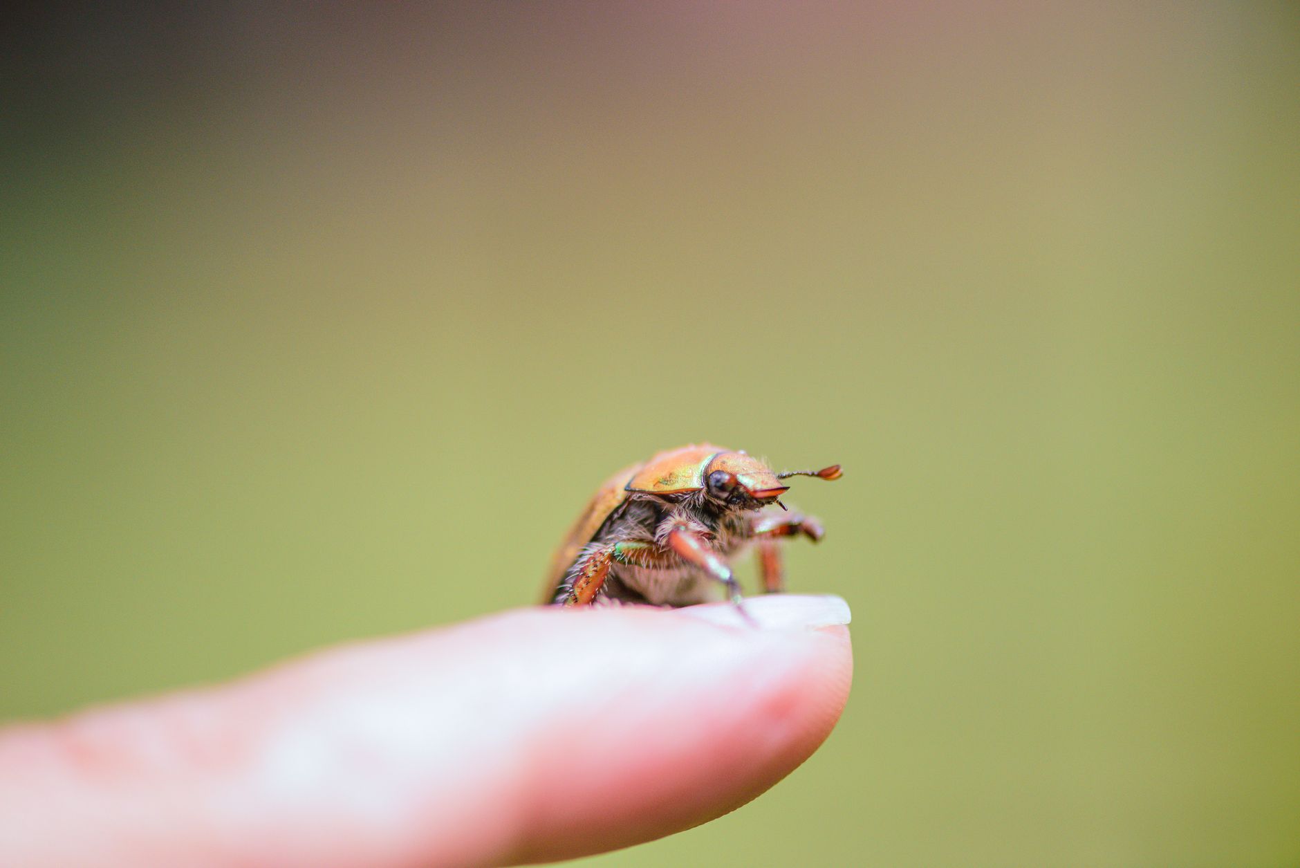 General pest control in Mount Clemens, MI
