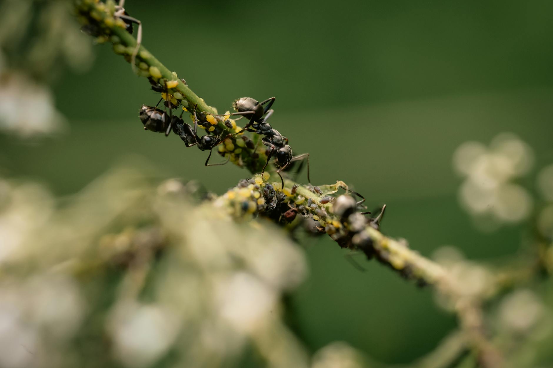 RAM Pest Control — pest control in Williamstown, MA